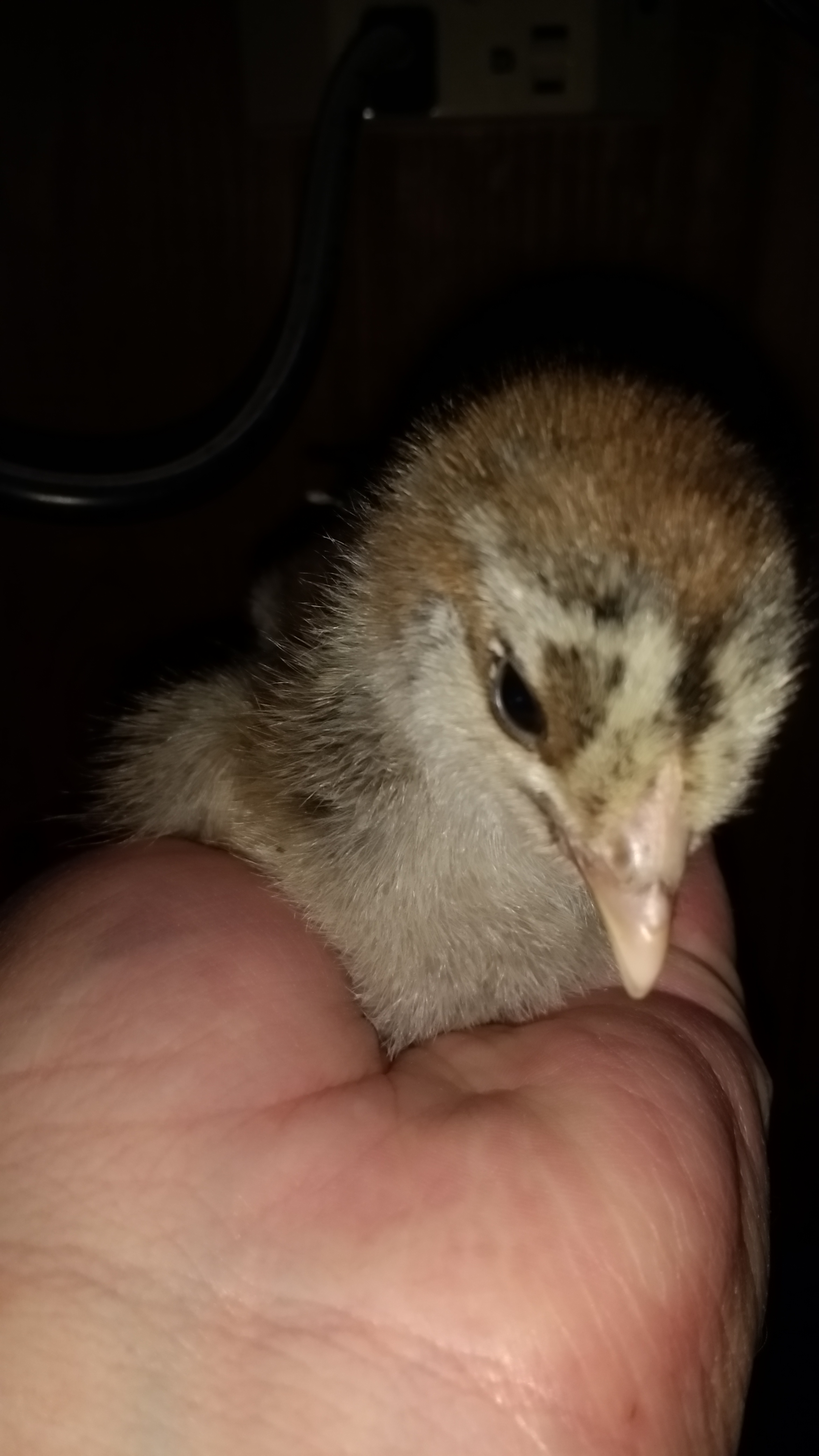 Brahma with her speckled face.