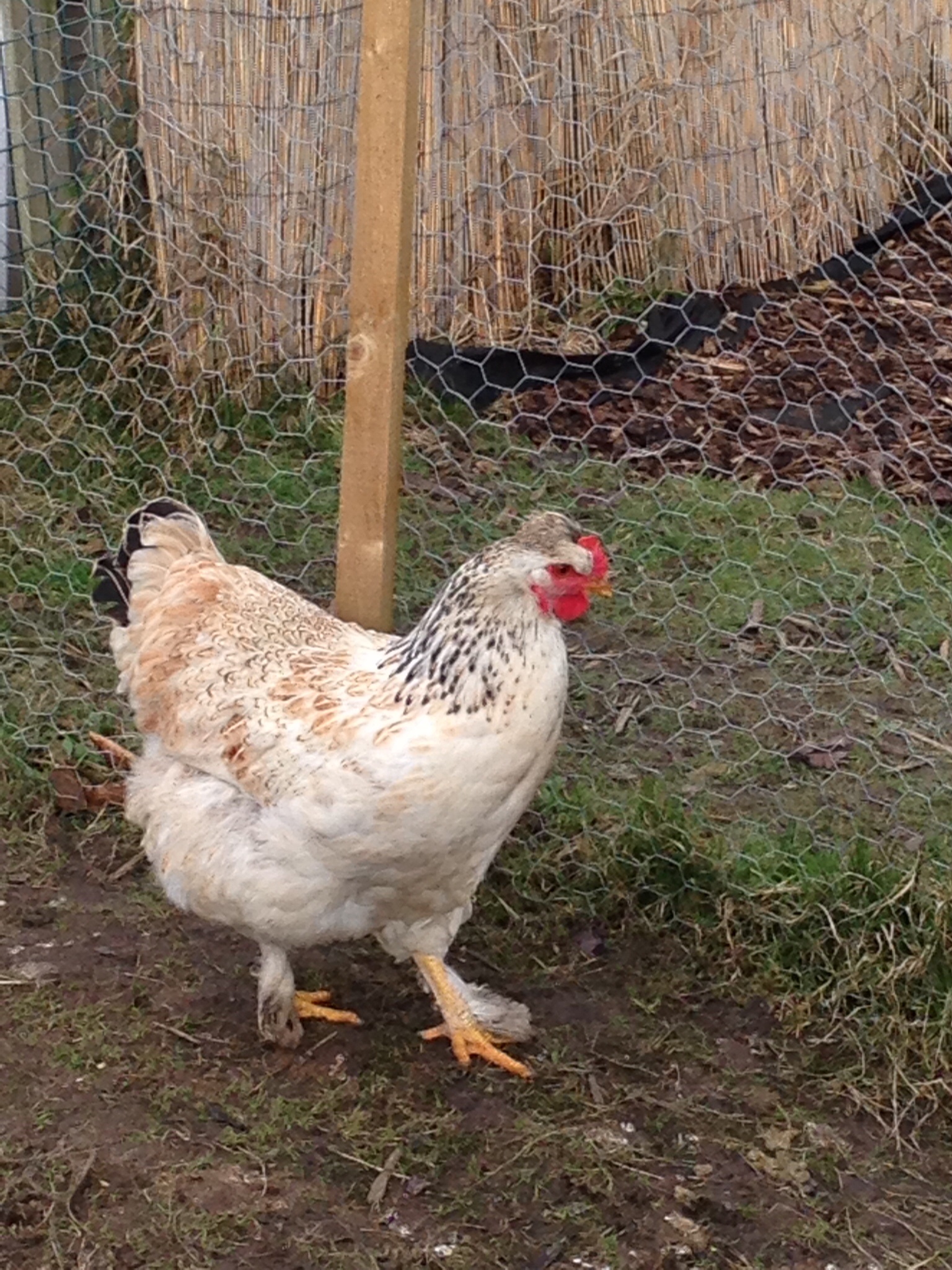 Brahma x