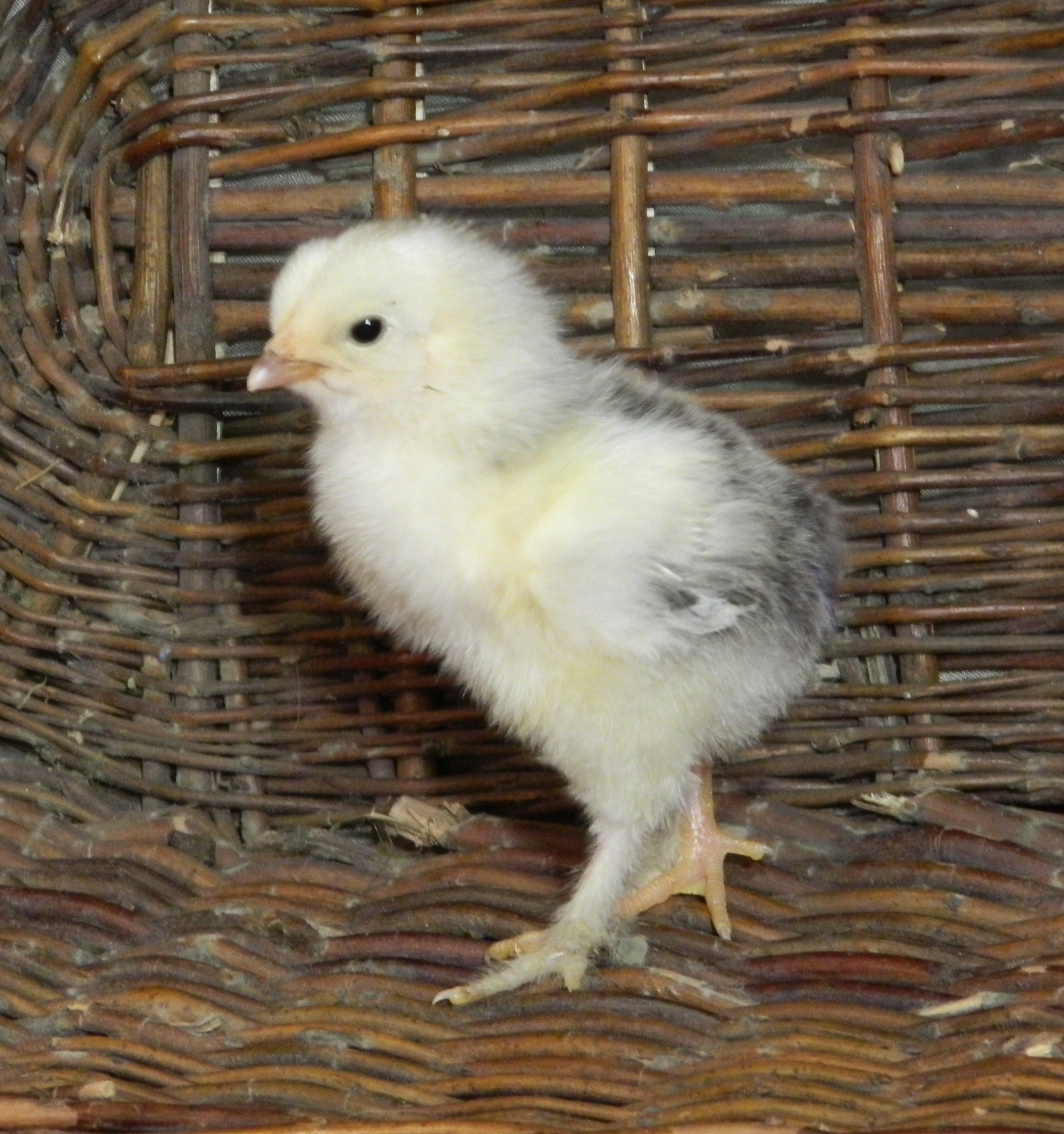 Brahma