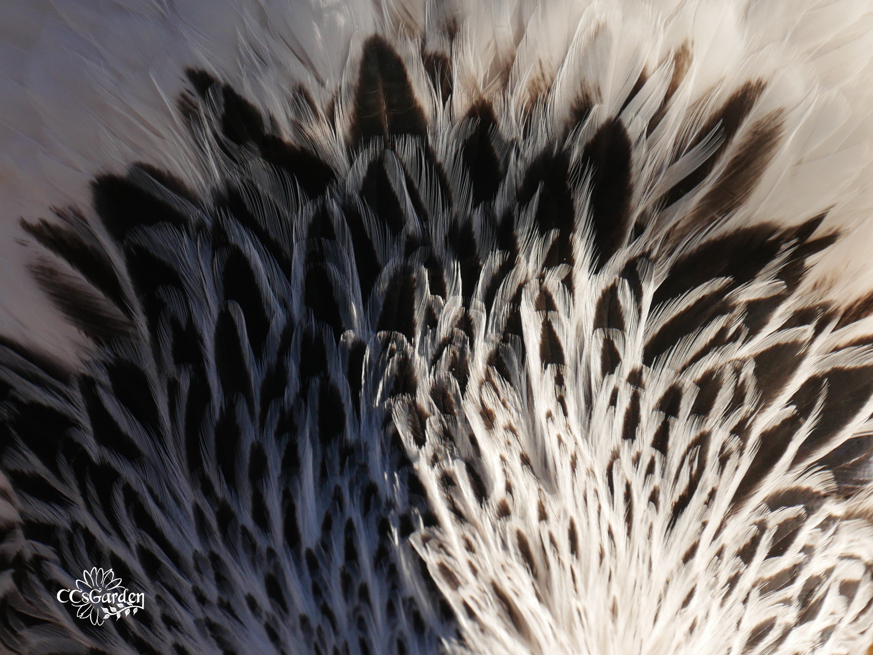 brahms feathers.JPG