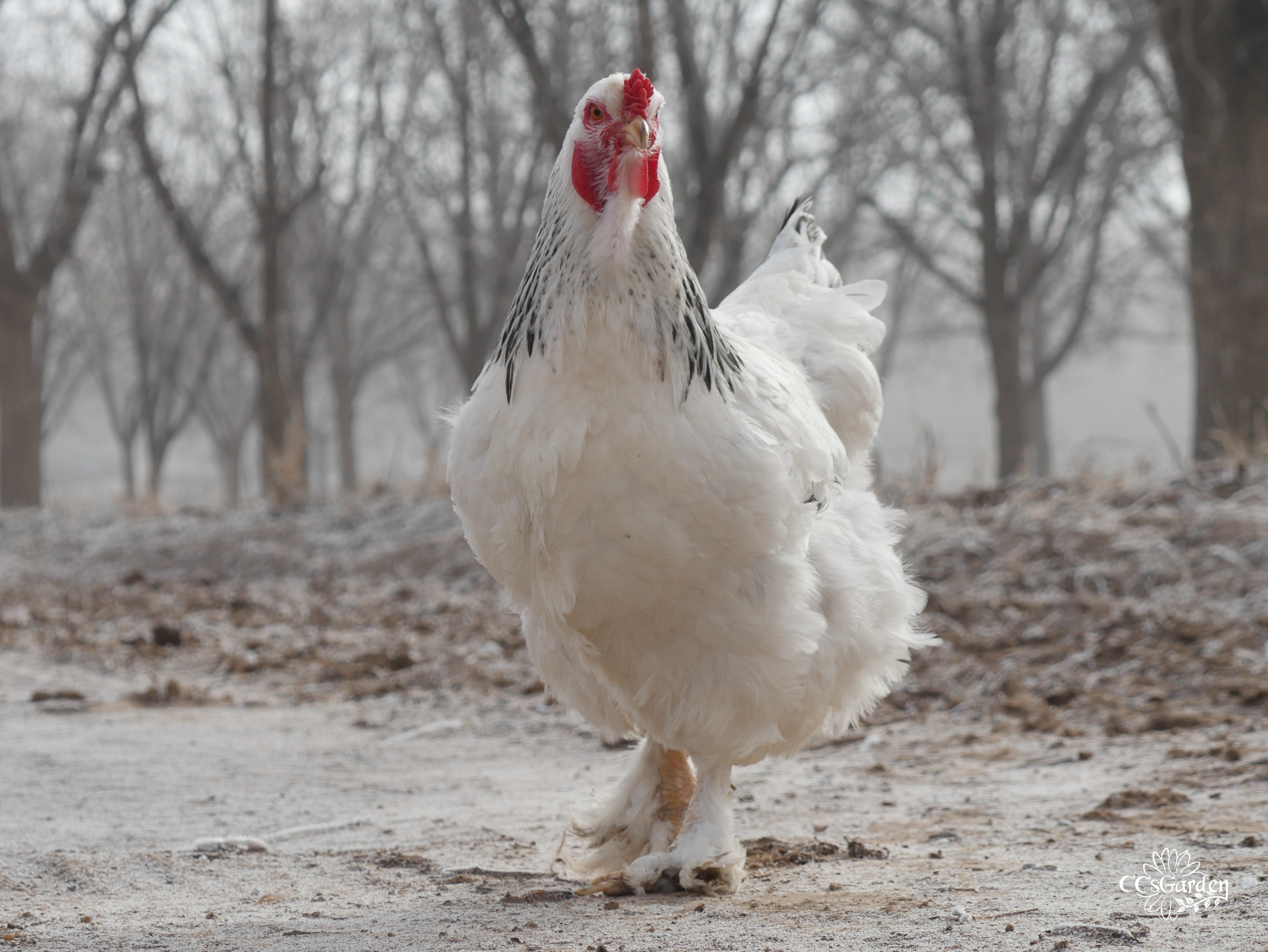 Brahms my Brahma hen