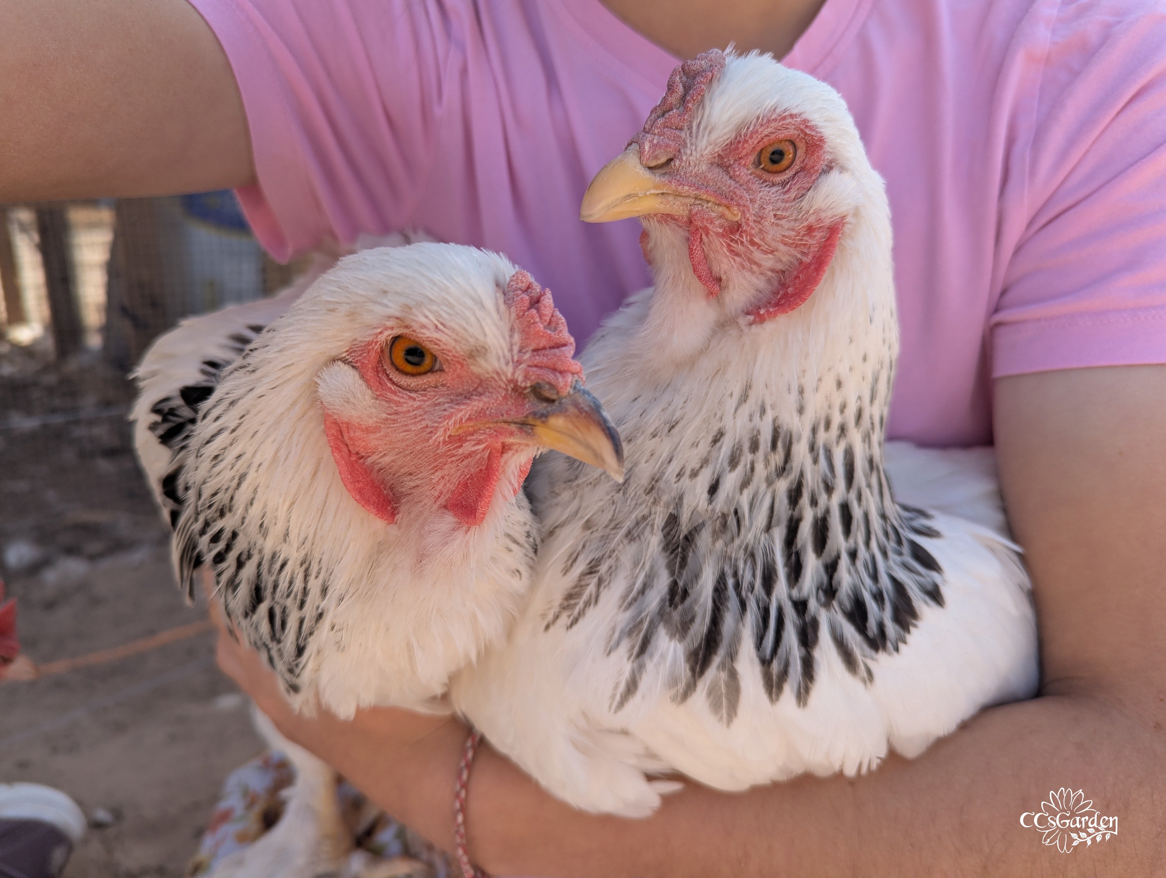 Brahms Palestrina .jpg