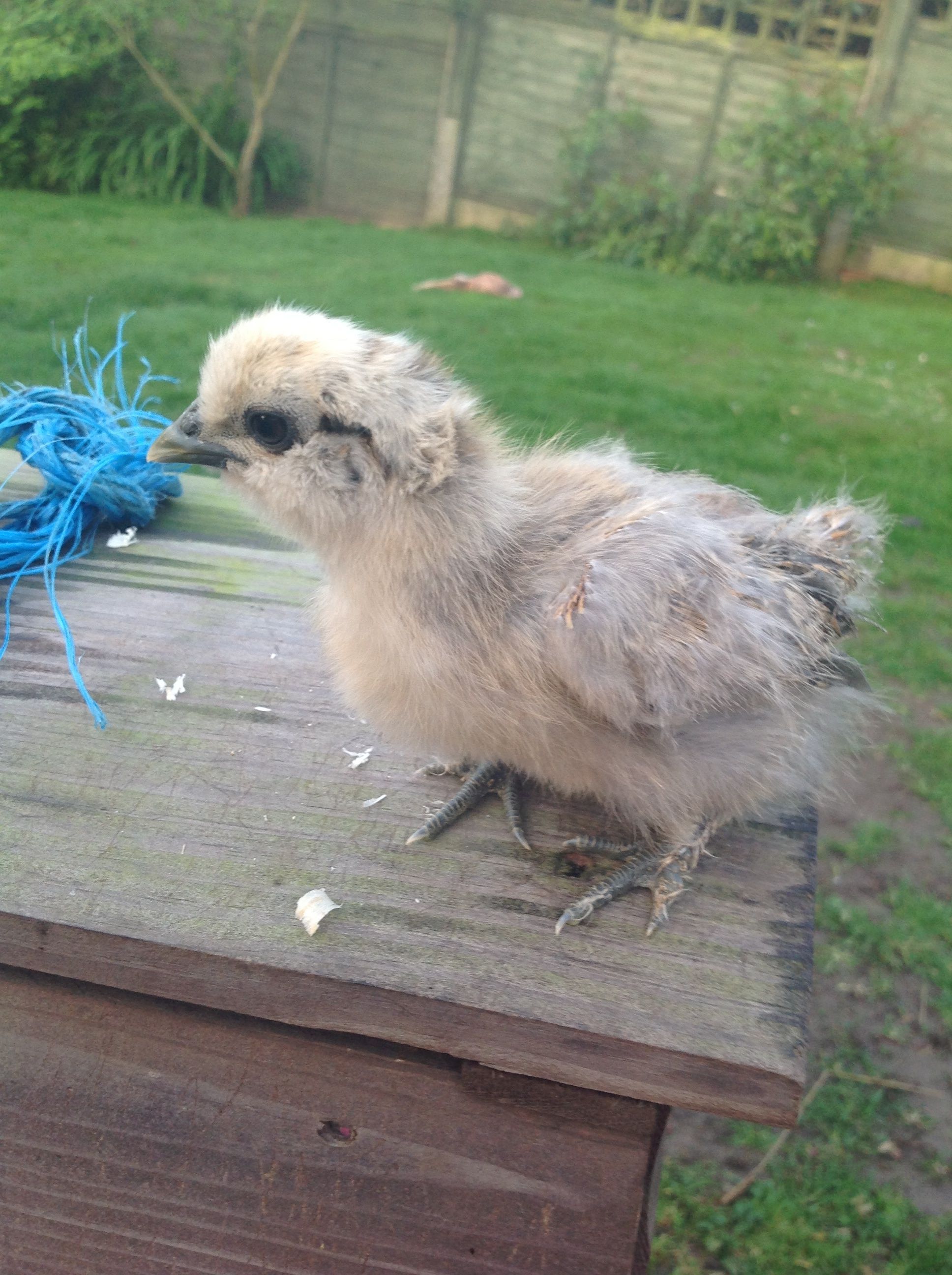 Bramble chick #2 that Millie hatched out!