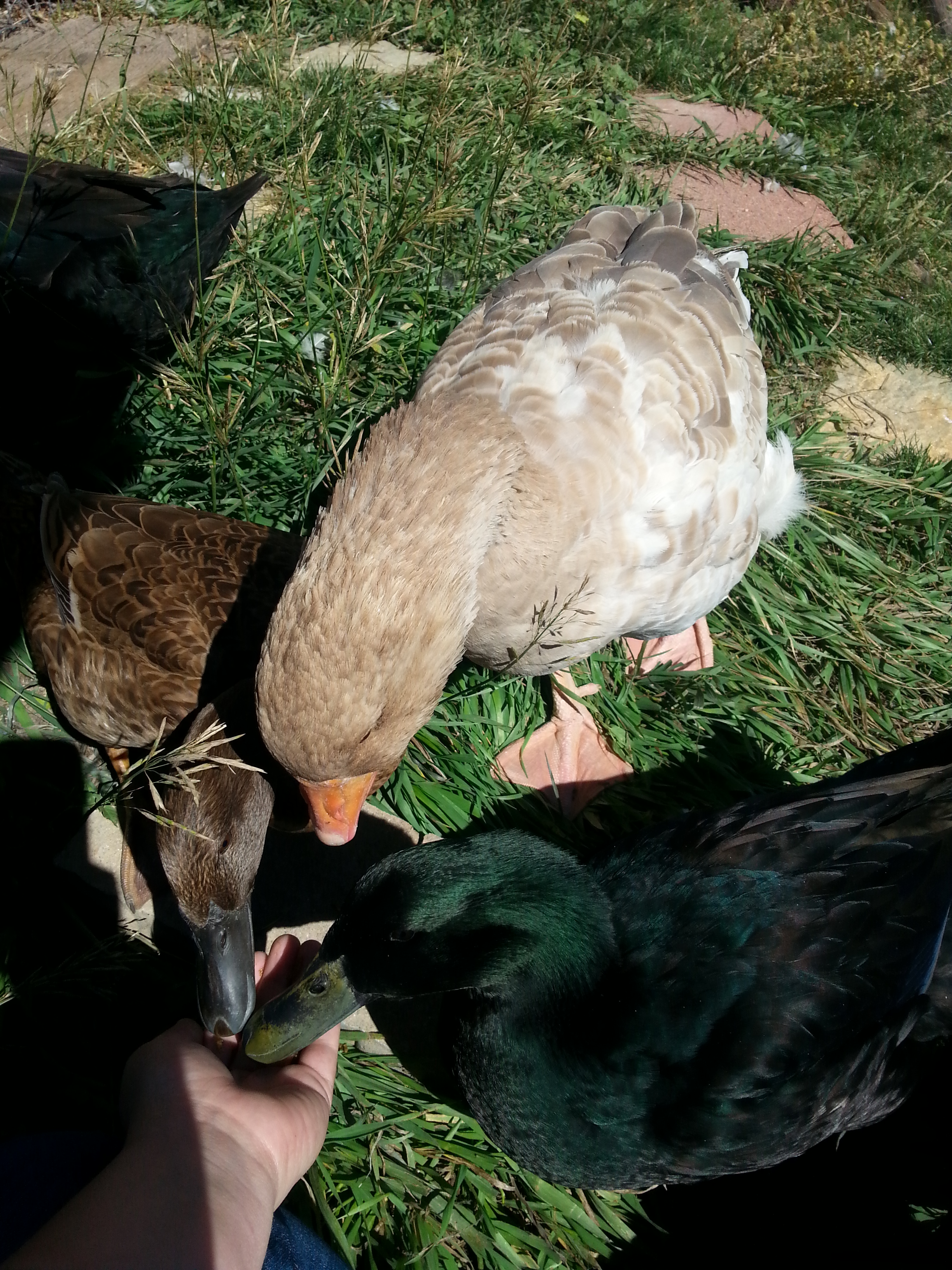 Bramble, Nini and Lily