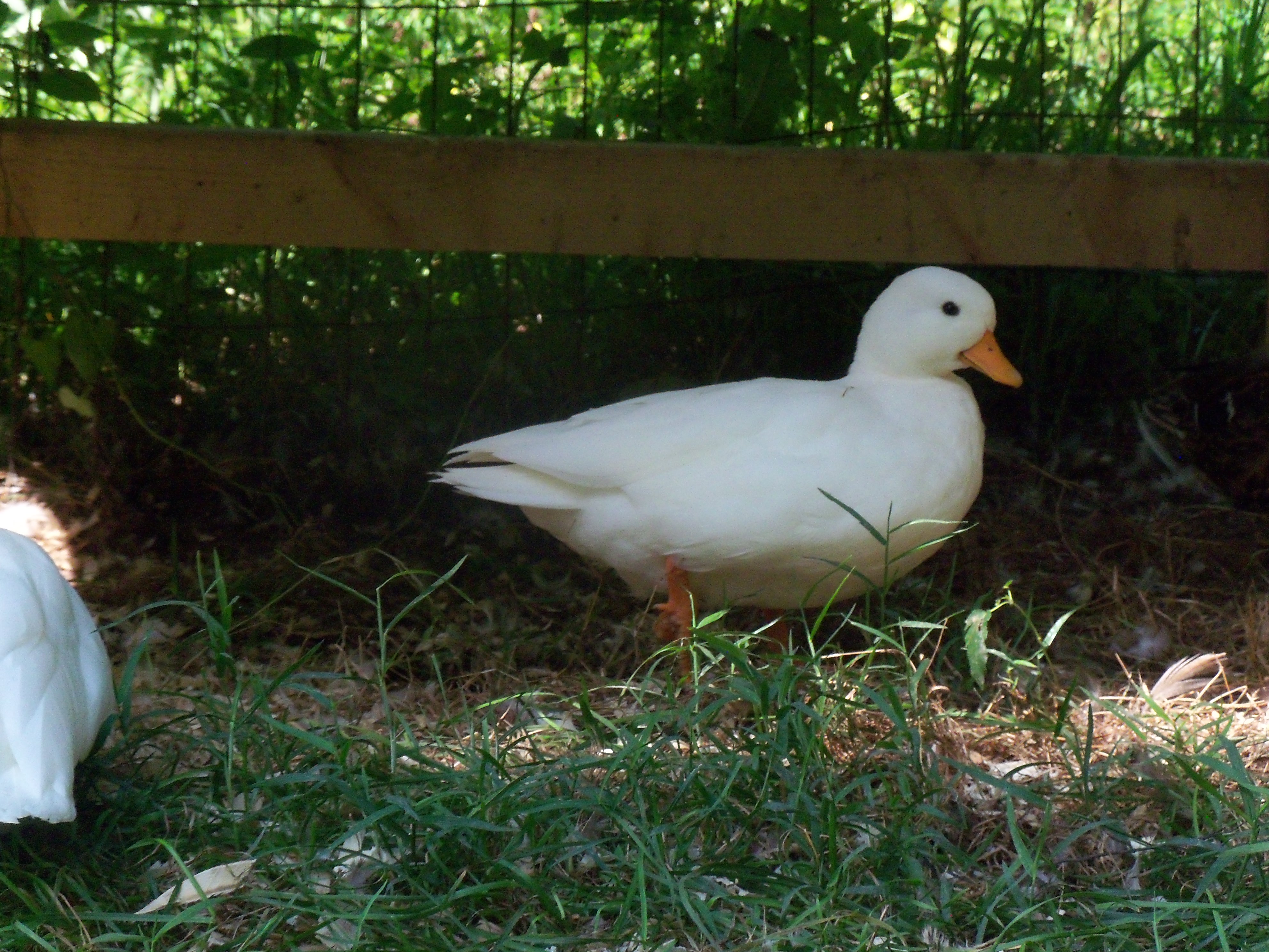 Brambleberrys Marshmallow