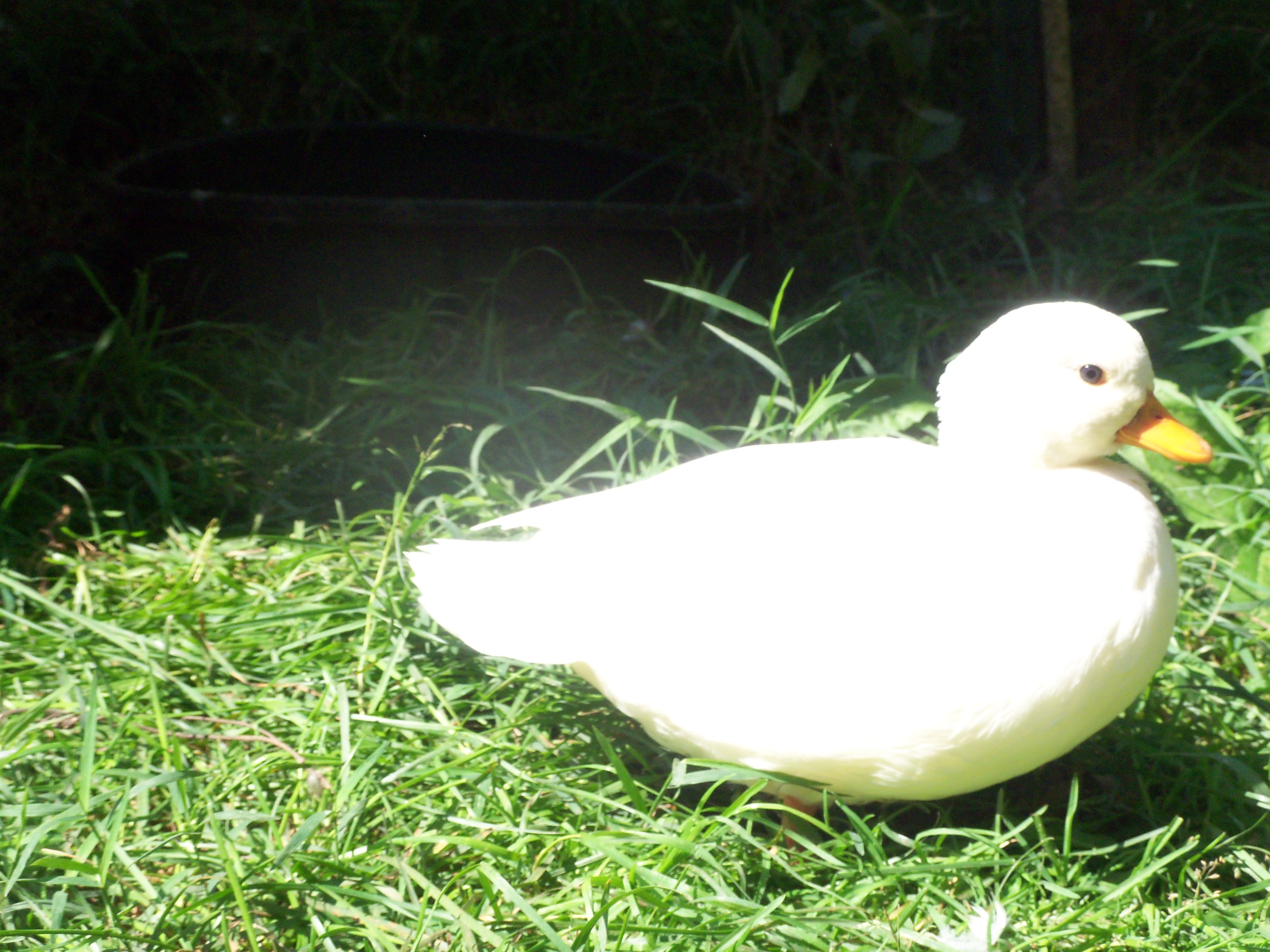 Brambleberrys Marshmallow