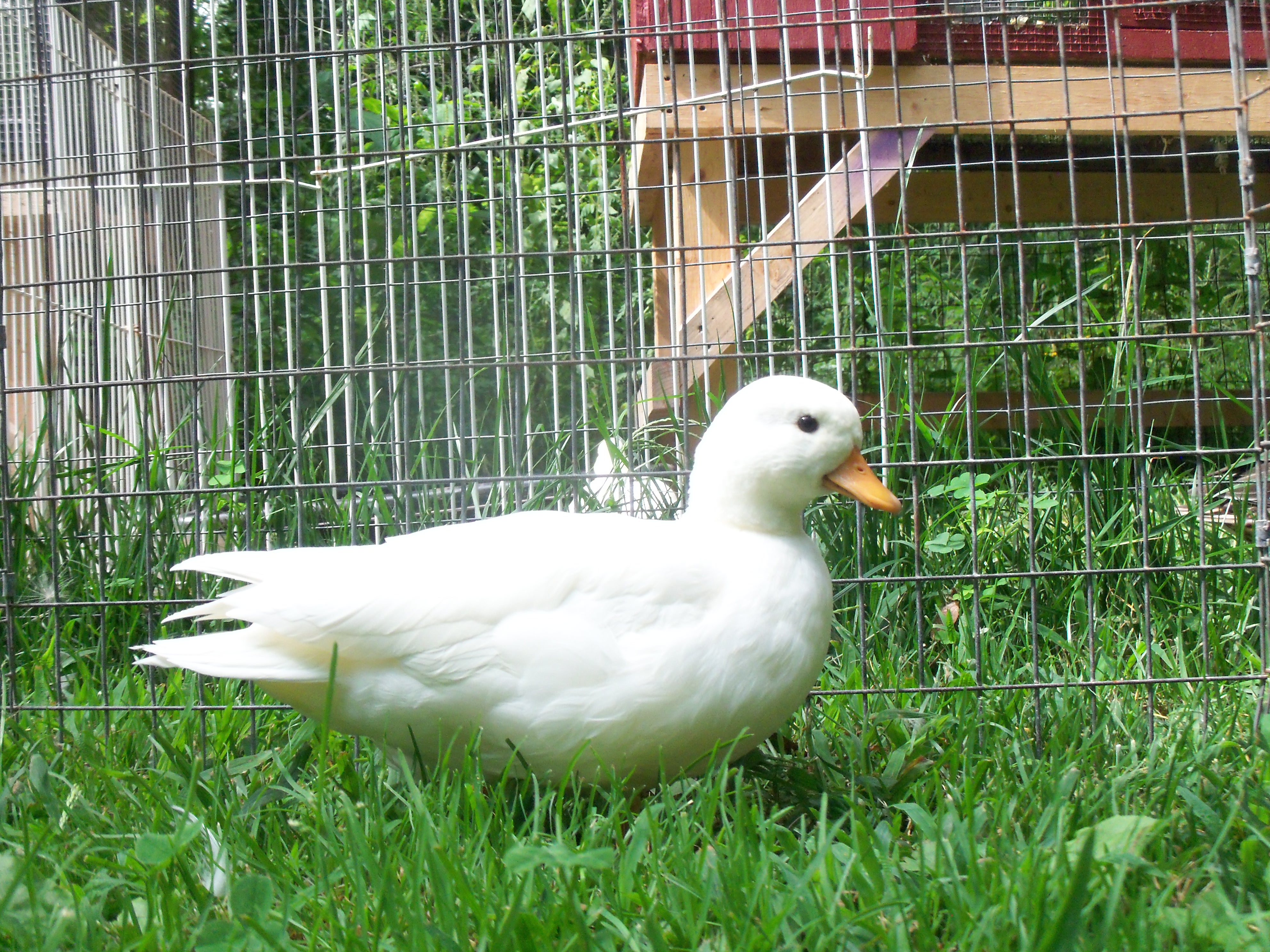 Brambleberrys Squirt