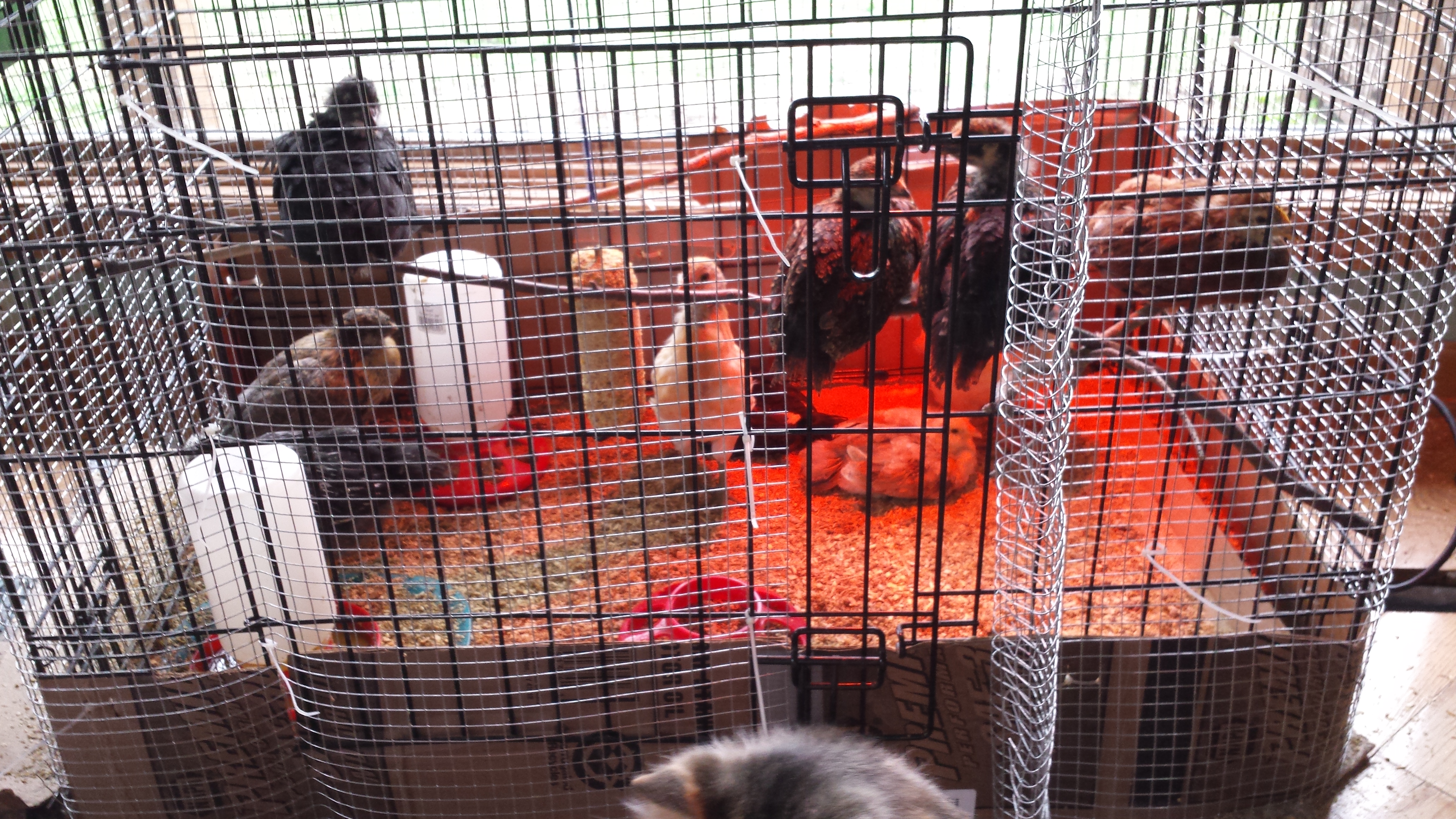 Branches from the yard were added so that they could start to roost.  Roosts in the outside coop will be larger to protect their feet from frostbite.