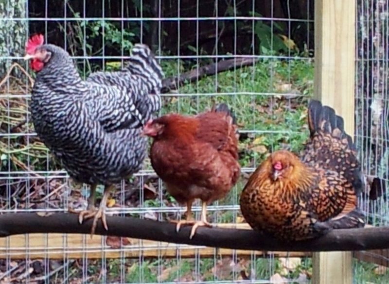 Braveheart the Barred Rock, Fancy Chicken and McNugget back when they weren't picking on Fancy. She's our runt. See how much smaller she is?