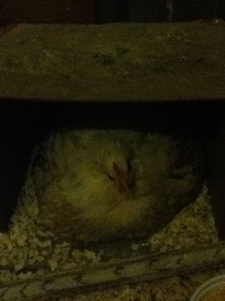 Bravewing the hen