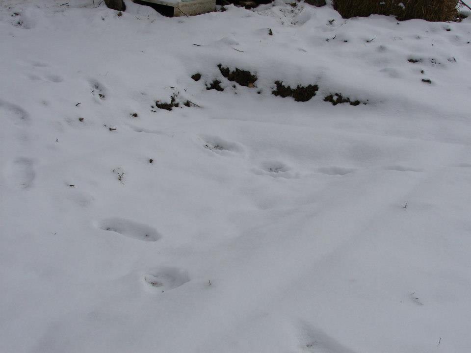 Break for the snow.