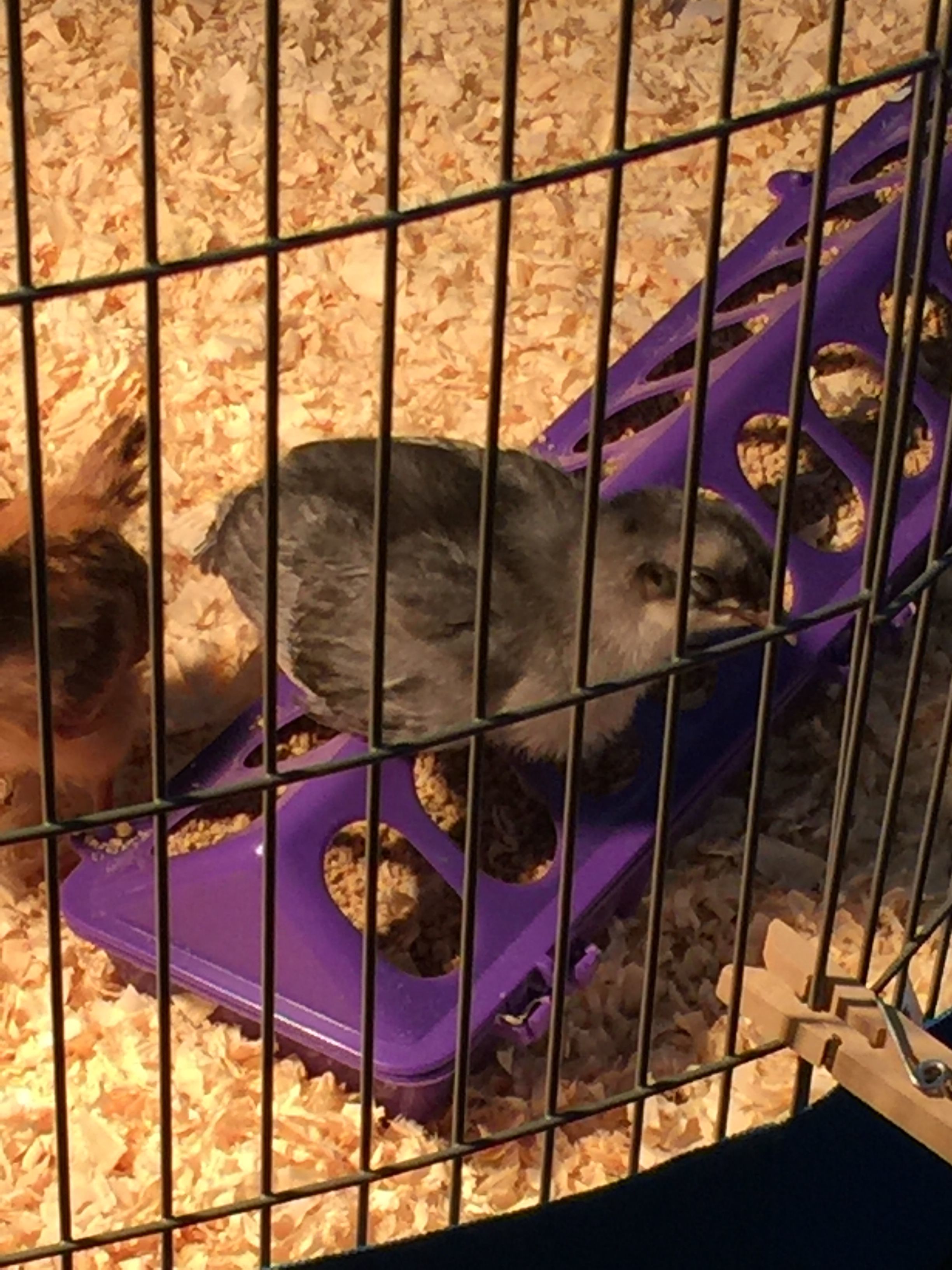 Breakfast having some breakfast.