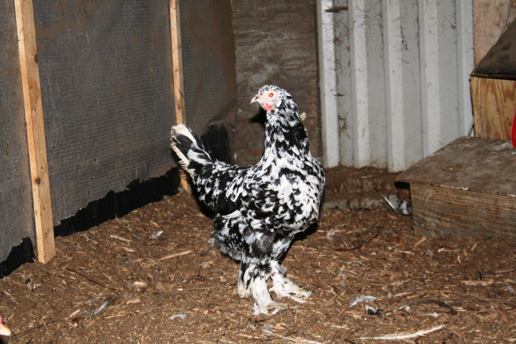 Breda hen