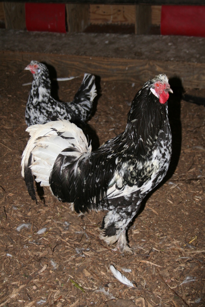Breda Mottled