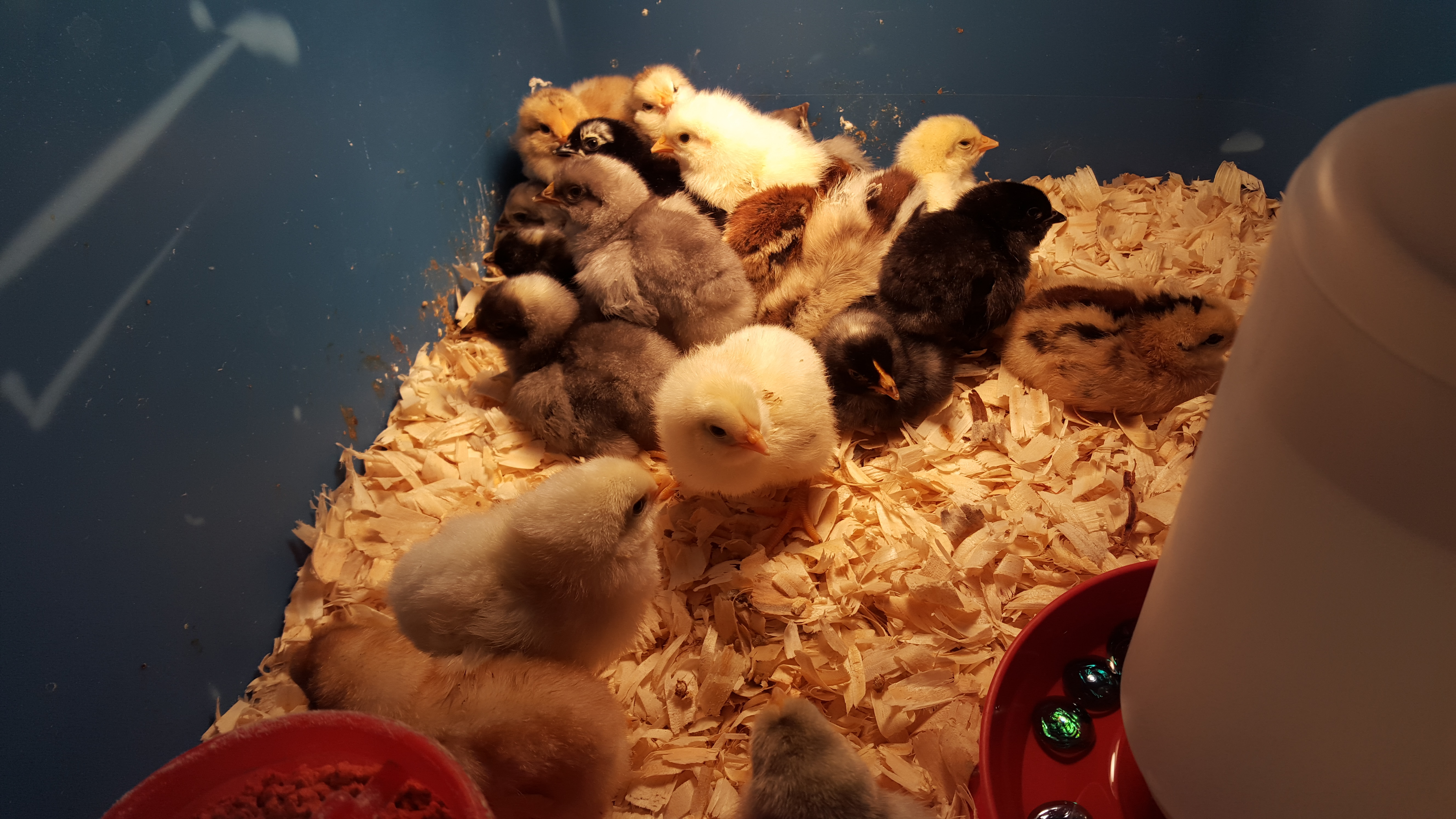 Breeder's Choice Eggs