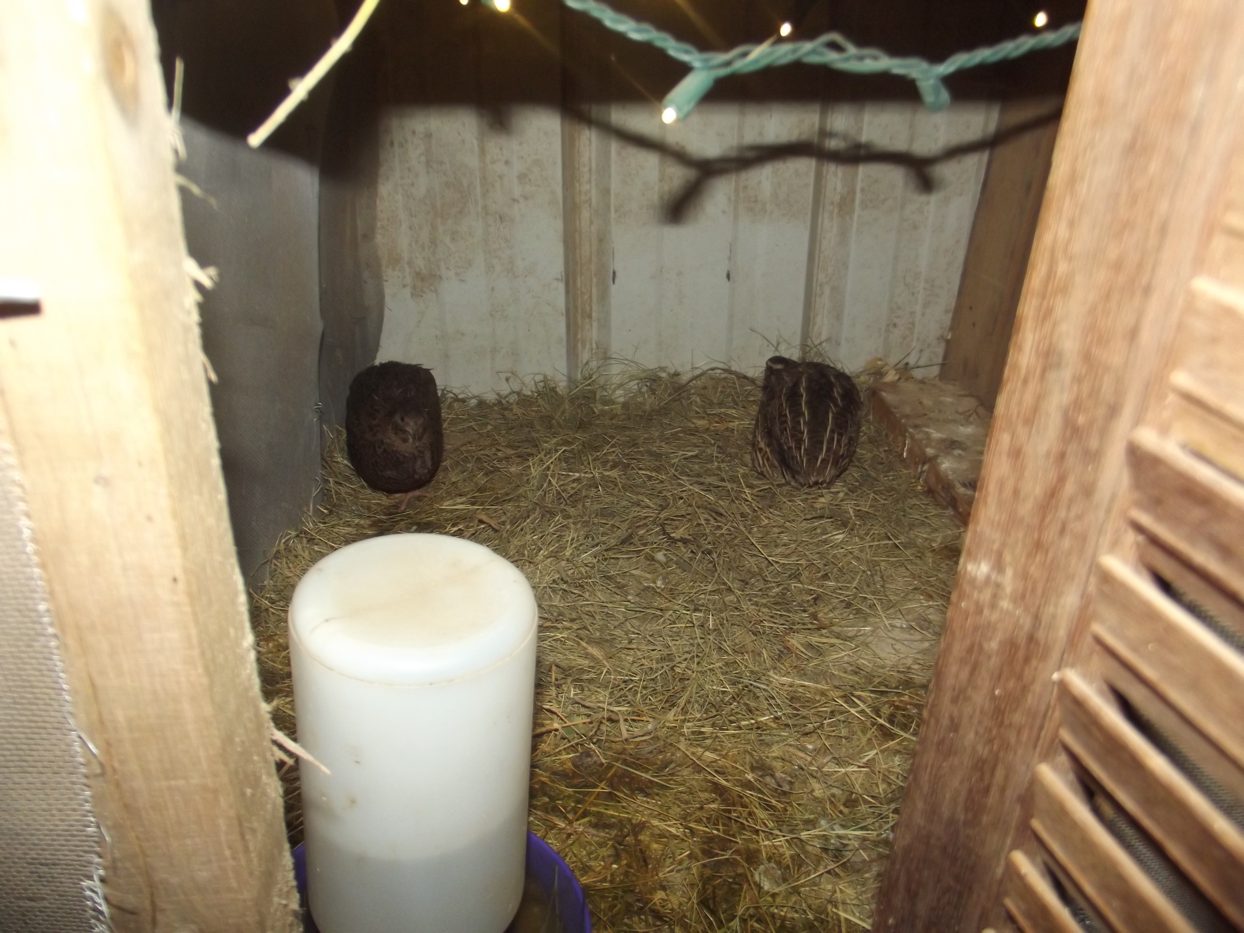 Breeding stock
