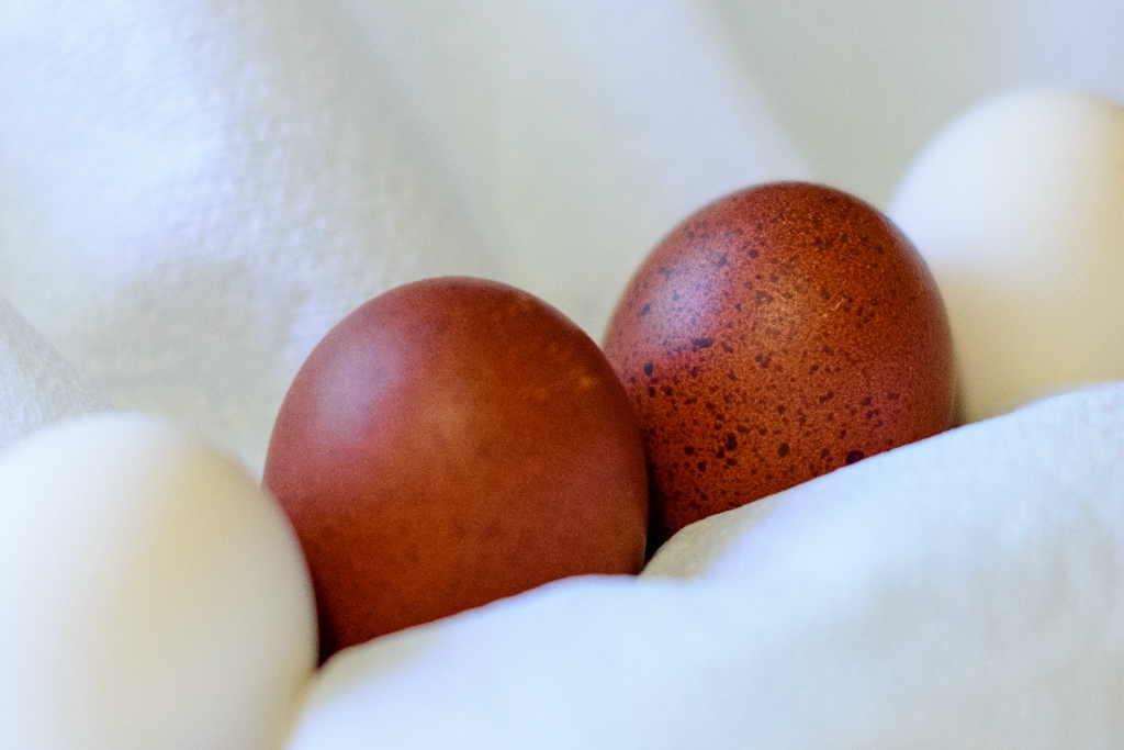 Bresse eggs surrounding Black Copper Marans Eggs
