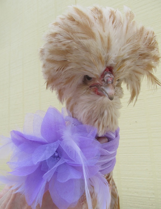 BrettMO Phyllis Diller