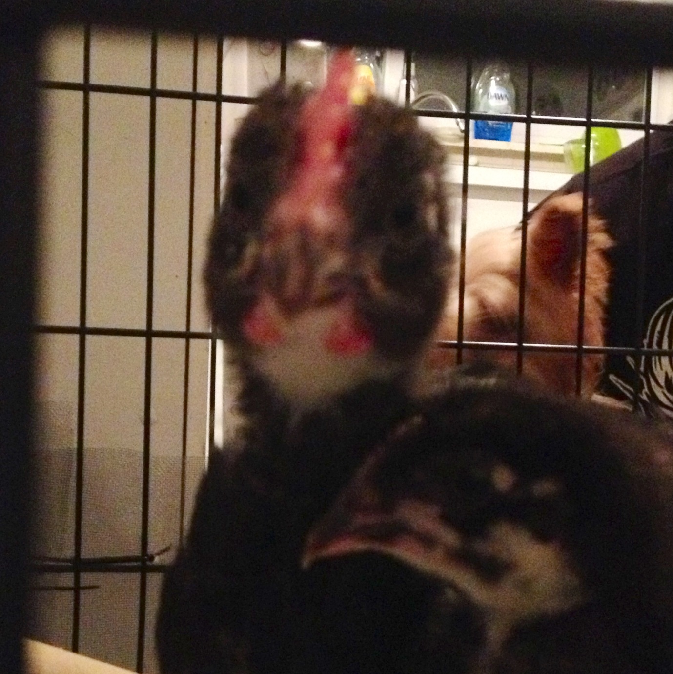 Brewster Cluck next to him is Bertha