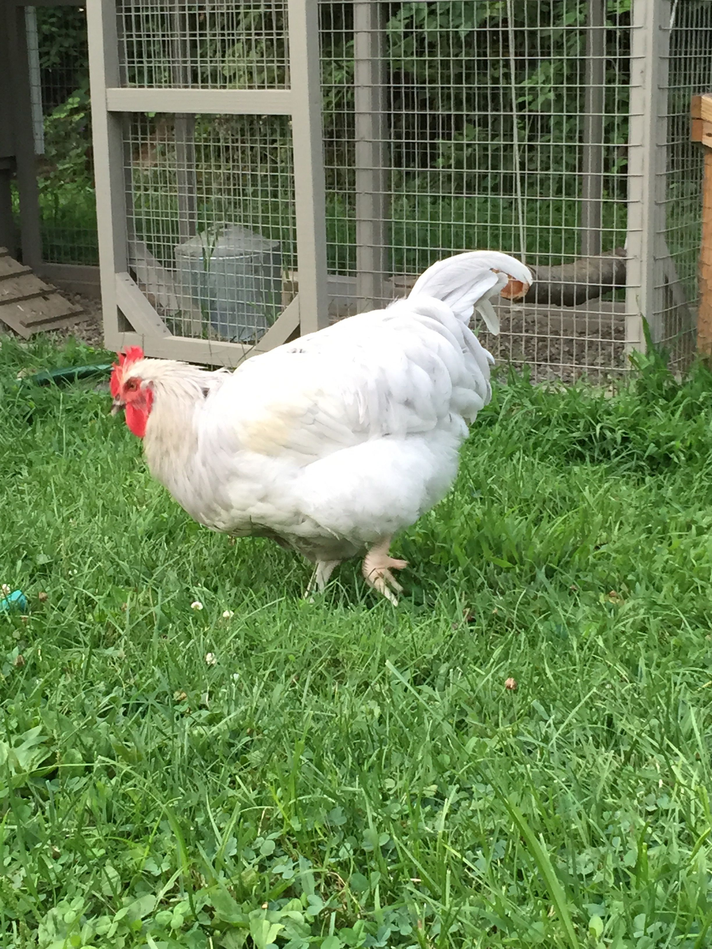 Brewster (formerly Stella, but now I've named him after Mortimer Brewster, of Arsenic and Old Lace haha) - Lavender Orpington Roo