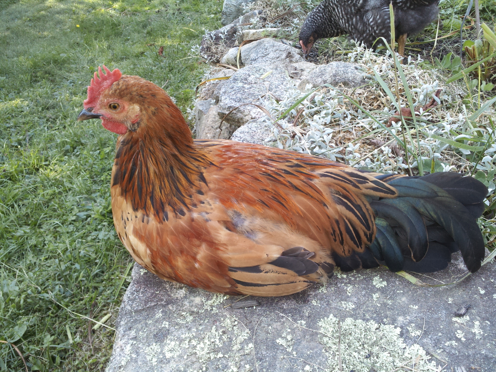 Brewster having a rest after watching over the girls!