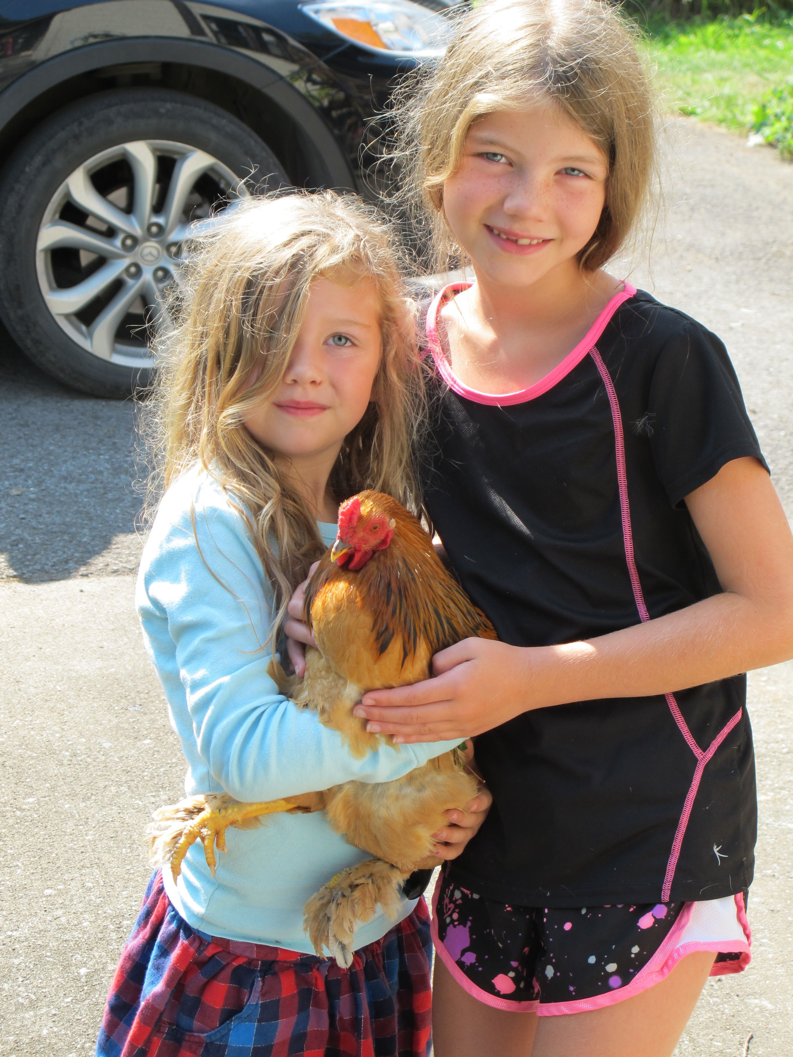Brewster is a popular guy, despite his recent rude behavior toward the rest of the flock.