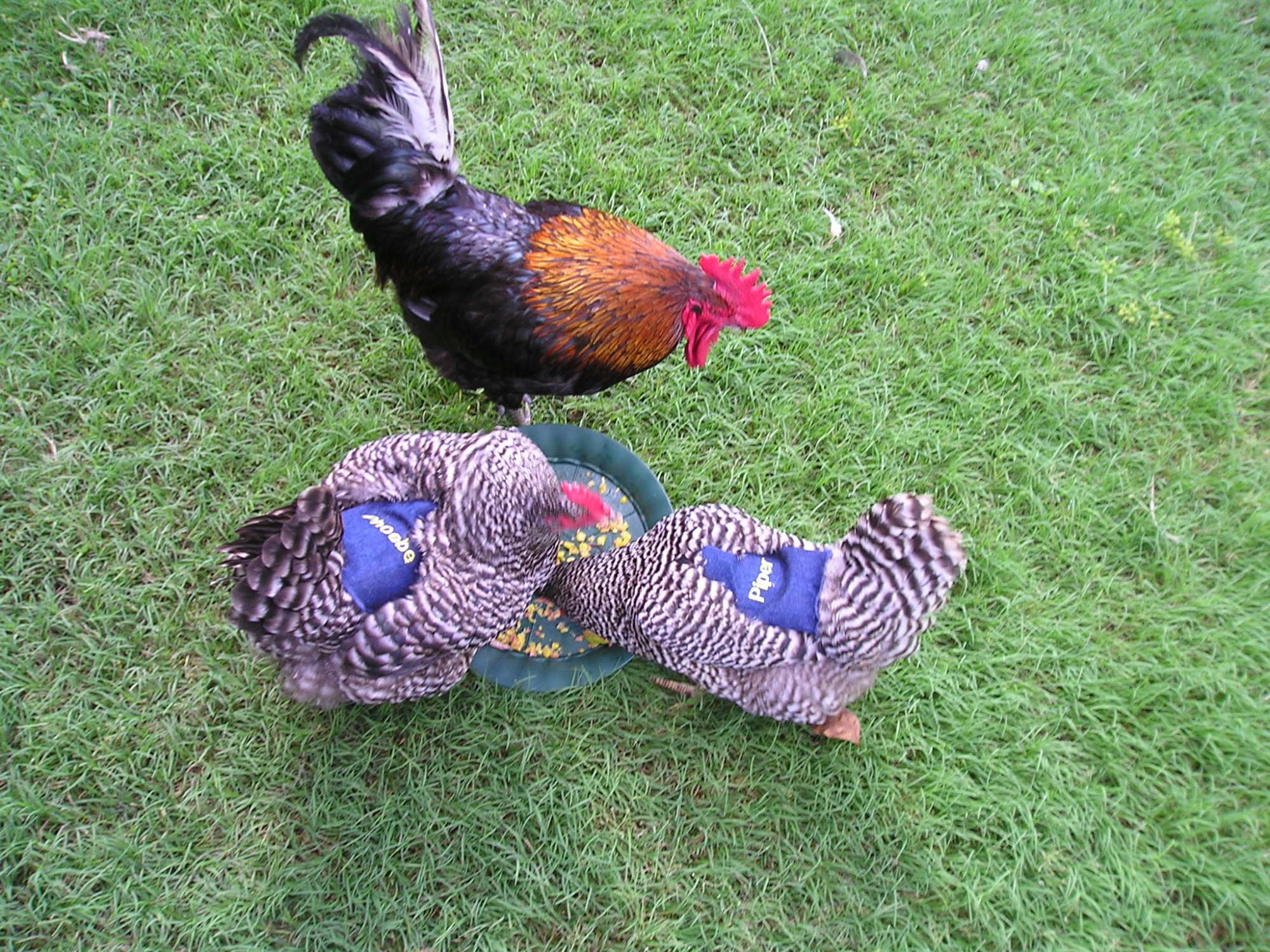 "Brewster" " Phoebe" and "Paige" in their new chicken saddles