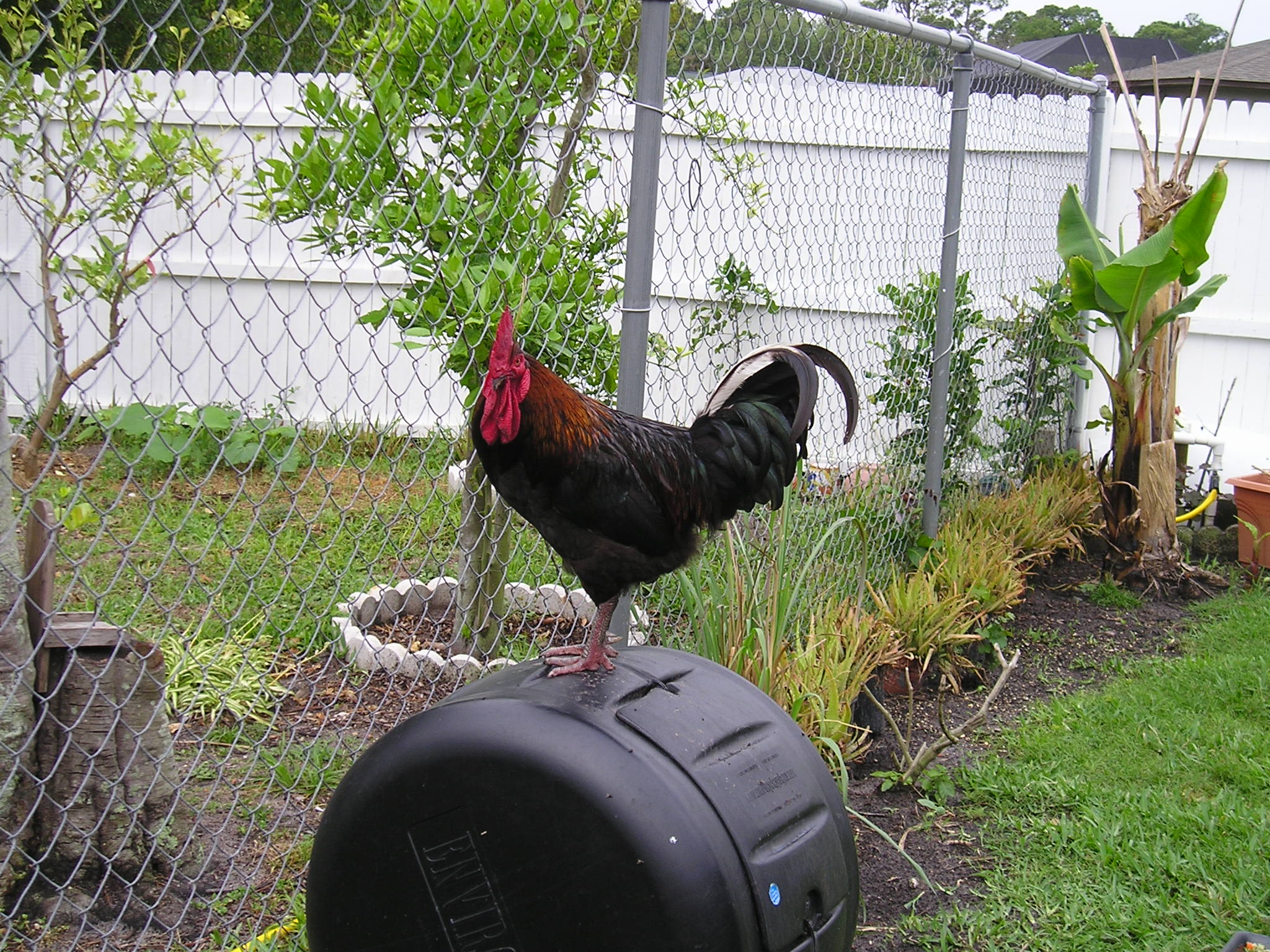 "Brewster" rooster