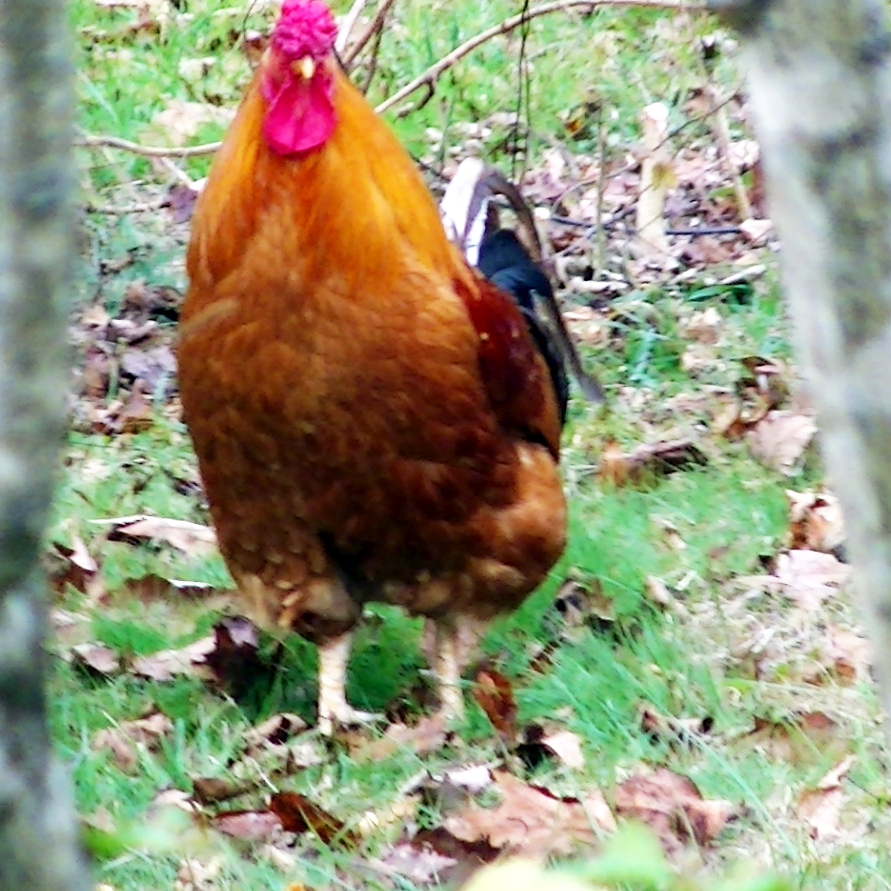 Brewster the rooster.  I am not sure what he is.  The guy that gave him to me said he was a rosecomb.