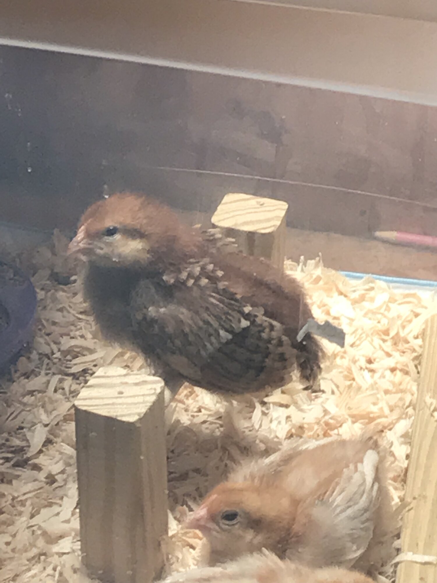 Bridget or Red trying to roost