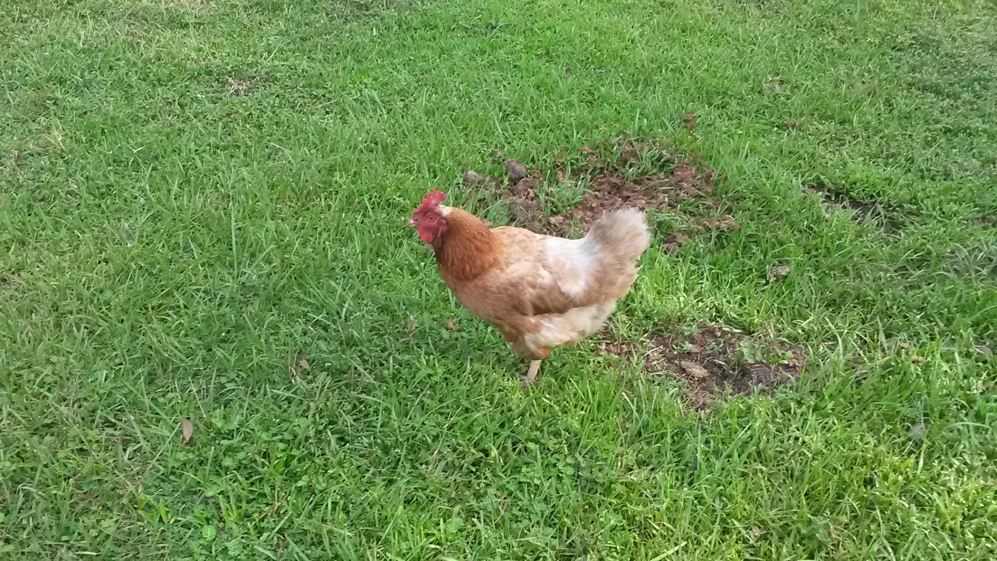 Bridgette - Most Affectionate