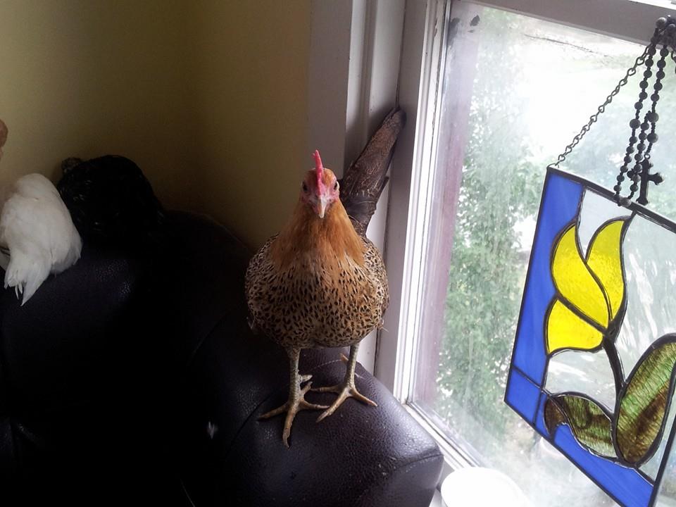 Brigette our red quill bantum game hen.  She is the smallest of our flock, and the boss lady.