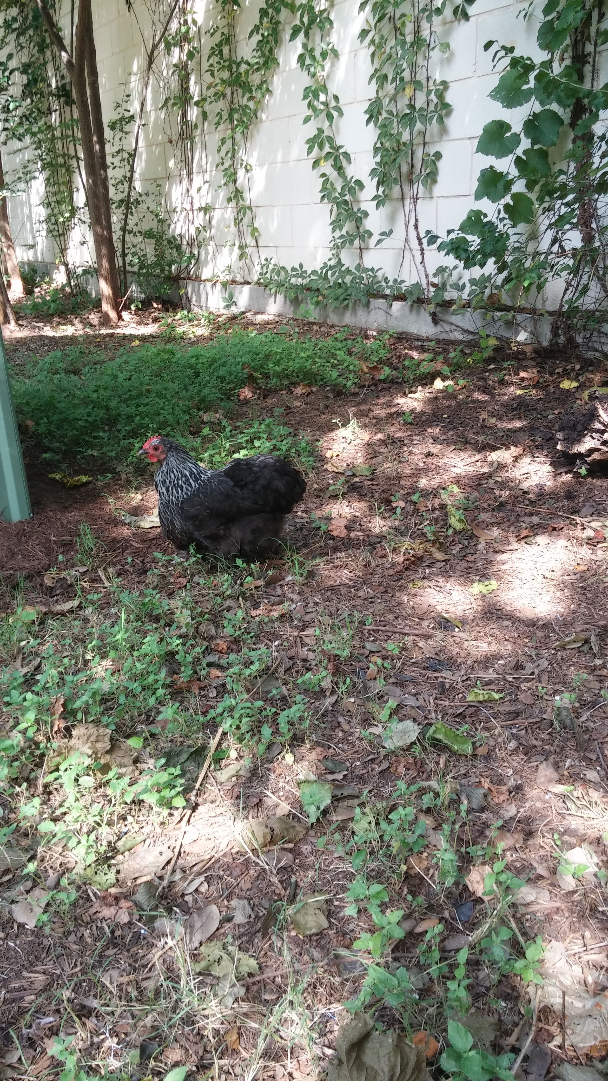 Brigid, my mystery hen. Anyone recognize the breed?