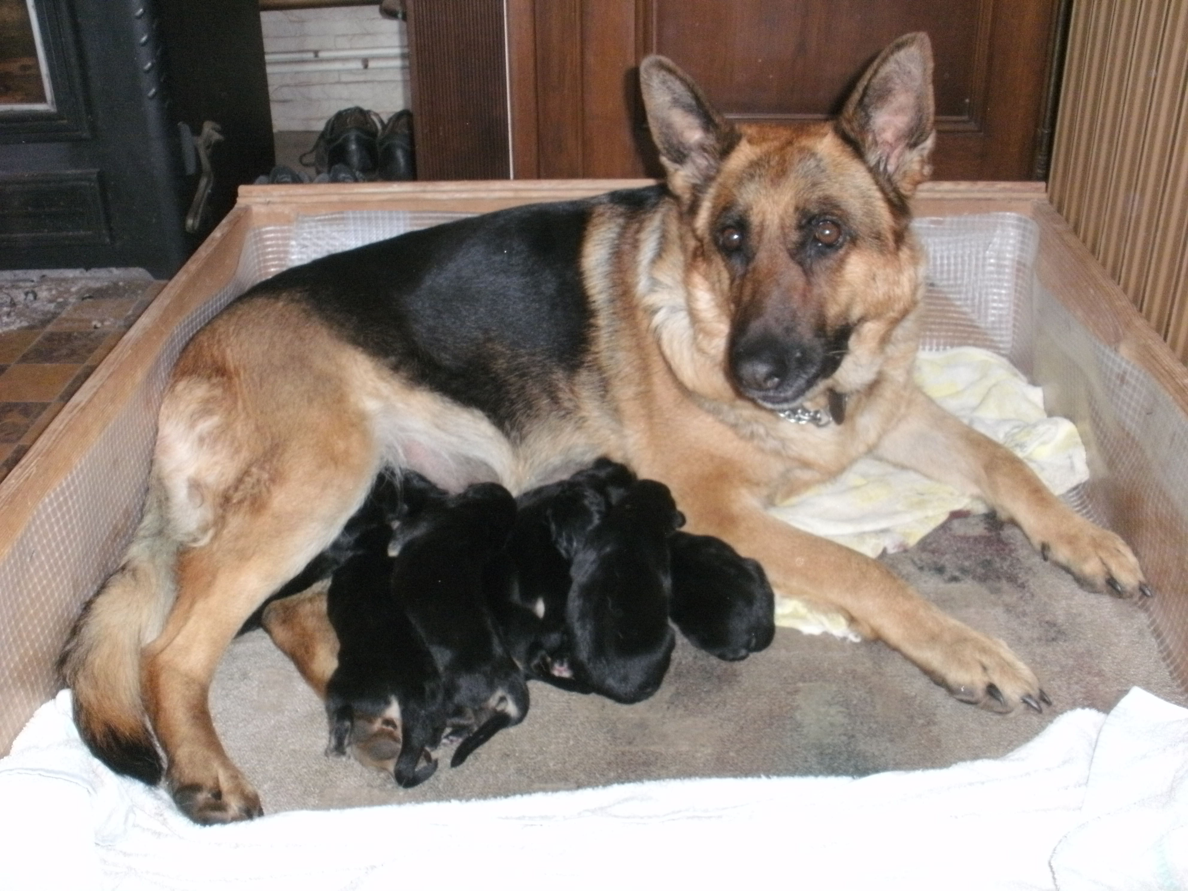 Brindille and her first litter...R.I.P my beloved faithful friend...died peacefully at home on 23rd May 2016...will miss you forever