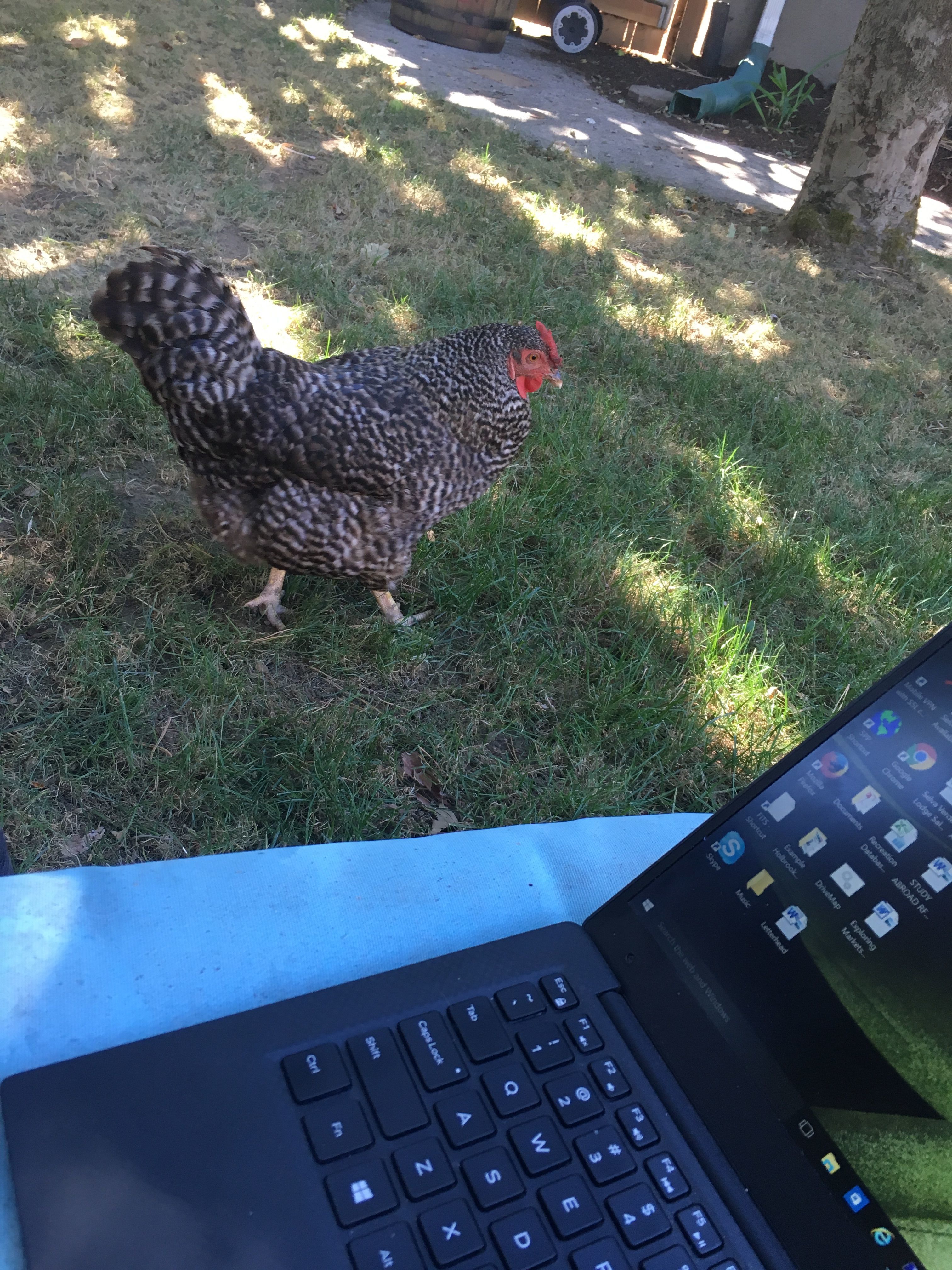 Bring your chicken to work day!