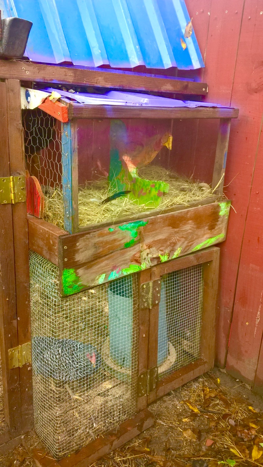 bringing in the baby holding coop to make the nest box with a sliding glass to move to get the eggs.  Also food container under nests rather than under a roost!