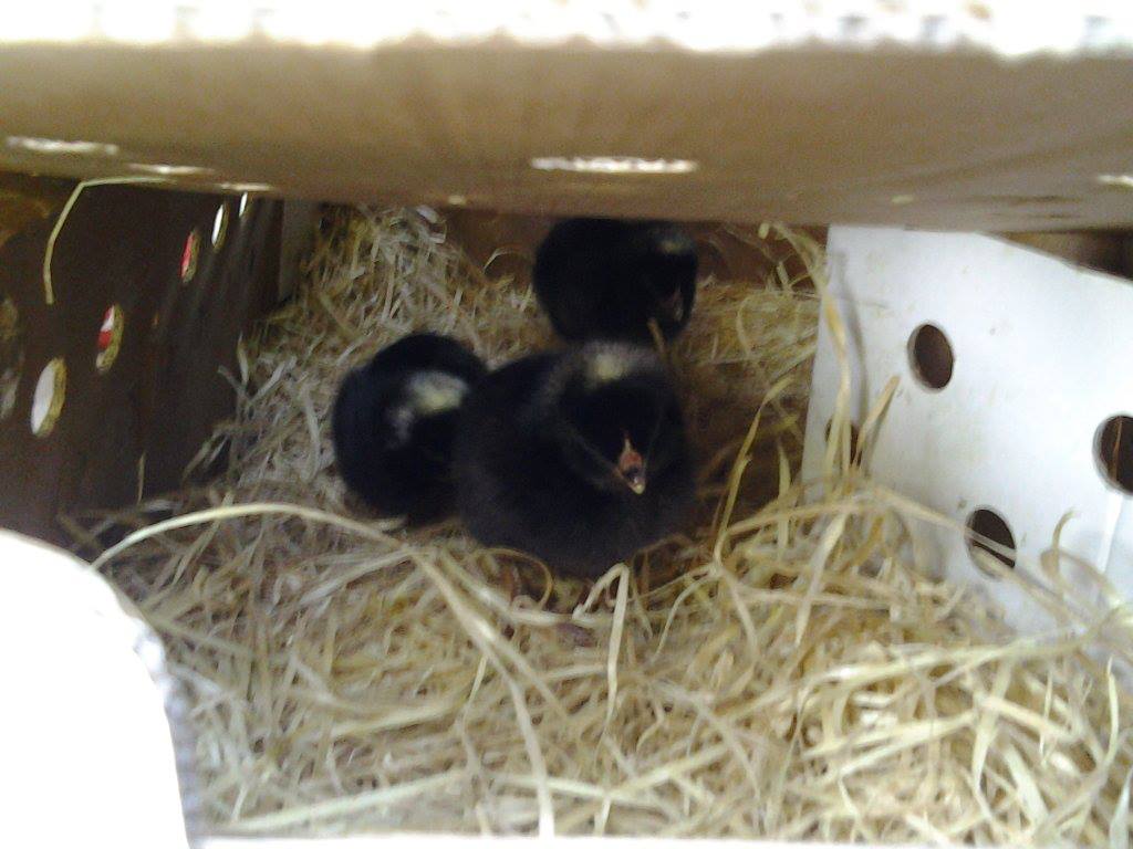 * bringing them home there only a few hours old.