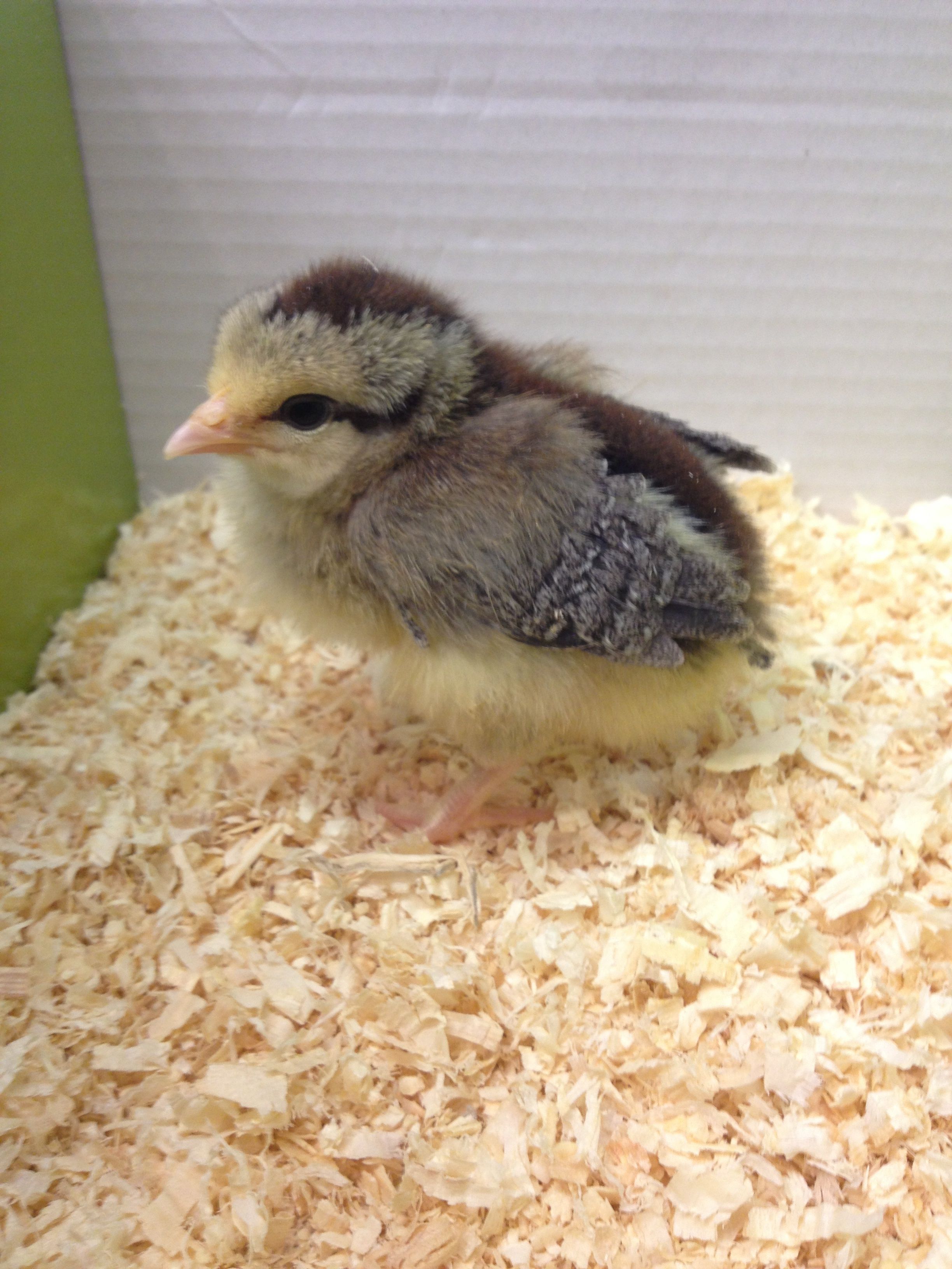 Brittany
Silver Grey Dorking