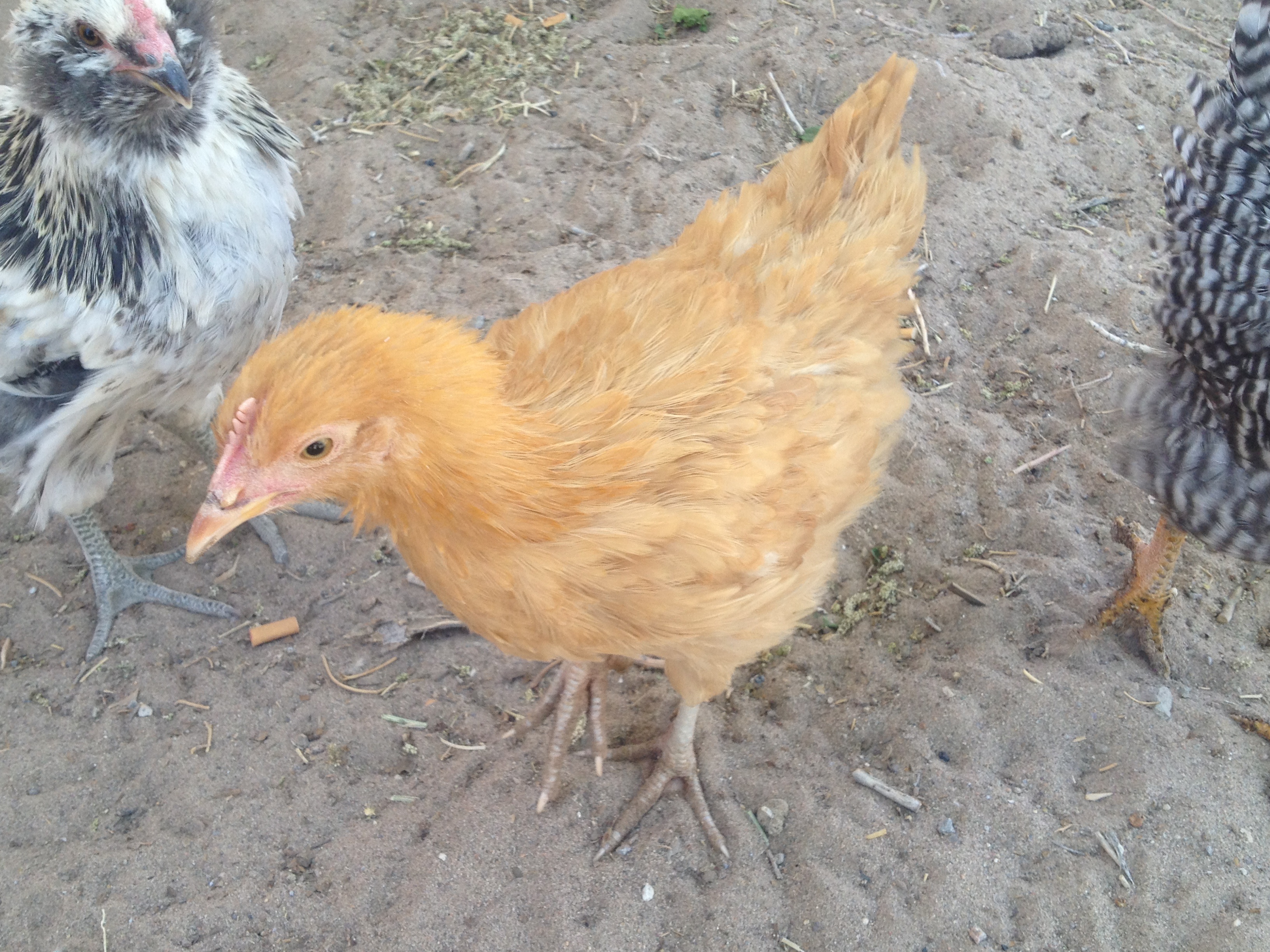 Brittney spears - buff orp pullet