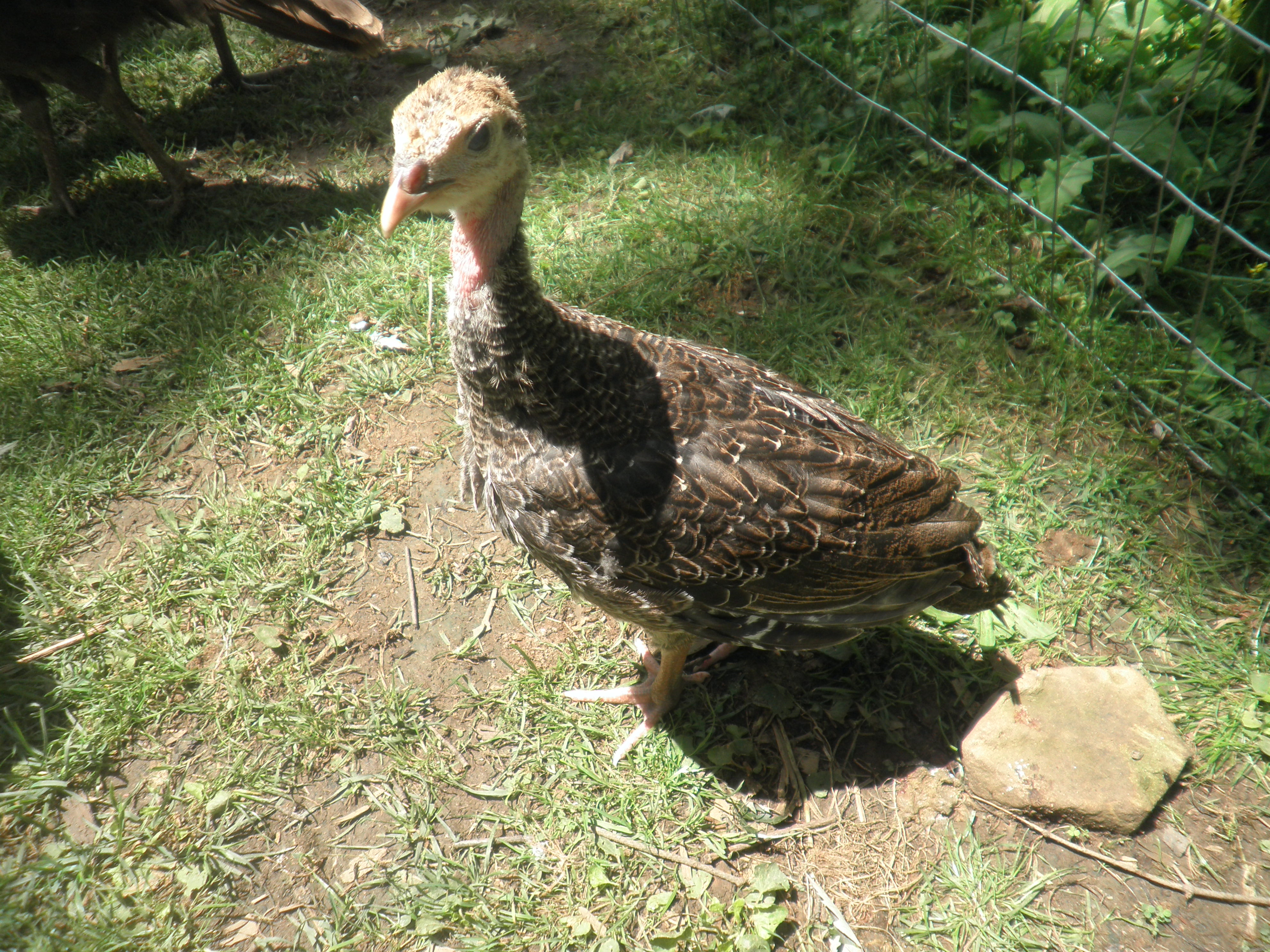 Broad breasted Bronze poult
