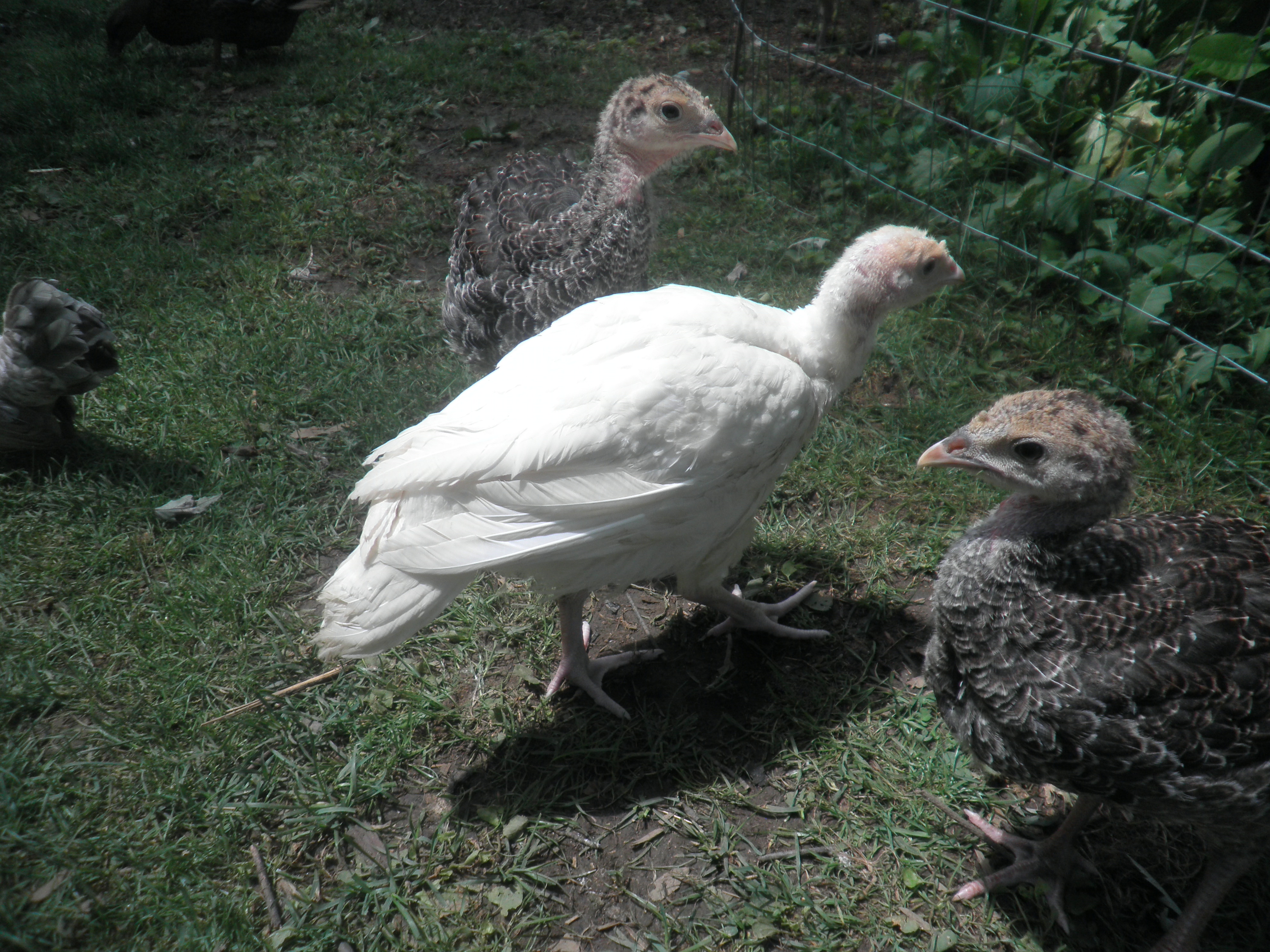 Broad breasted group