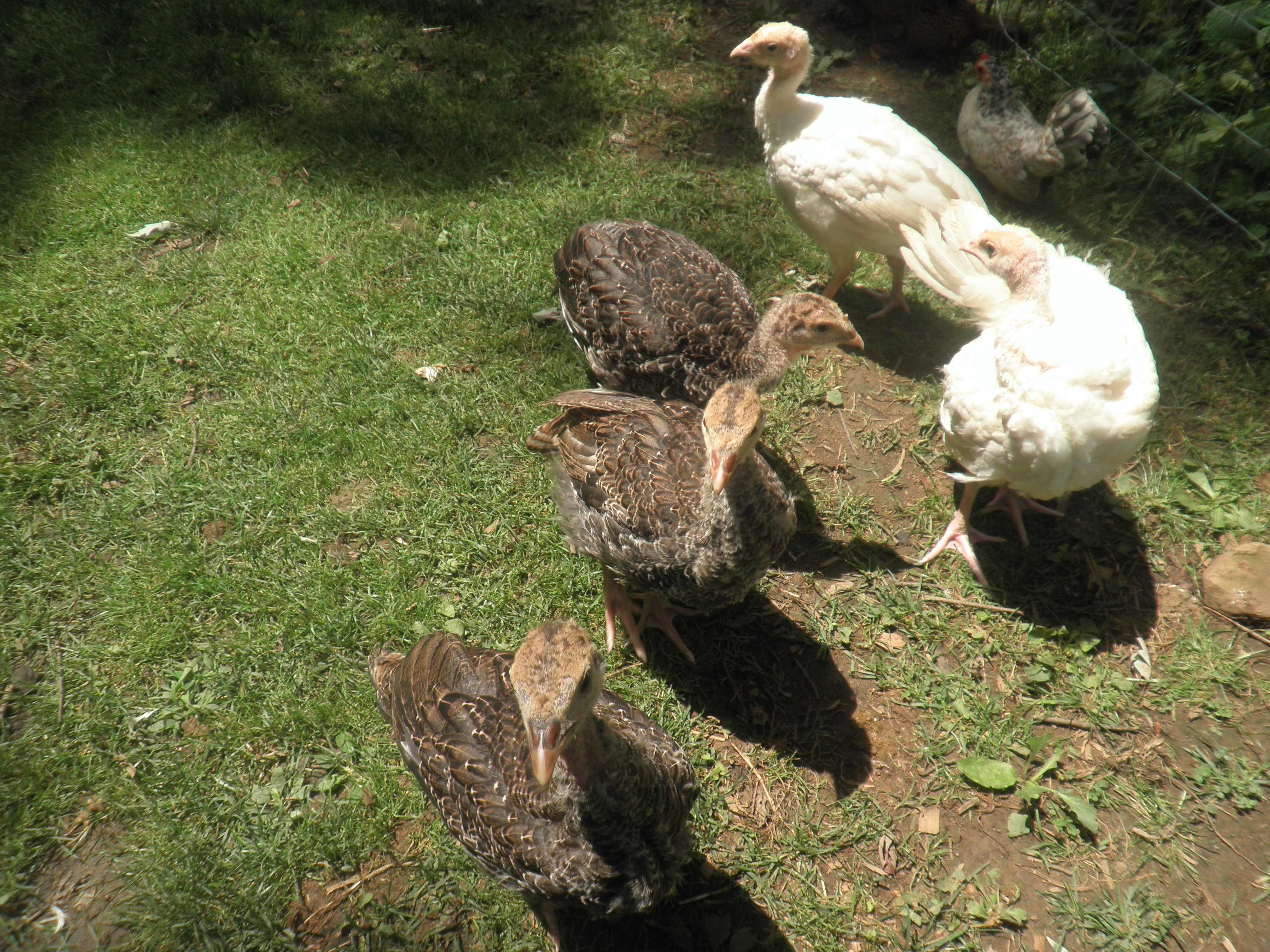Broad breasted group