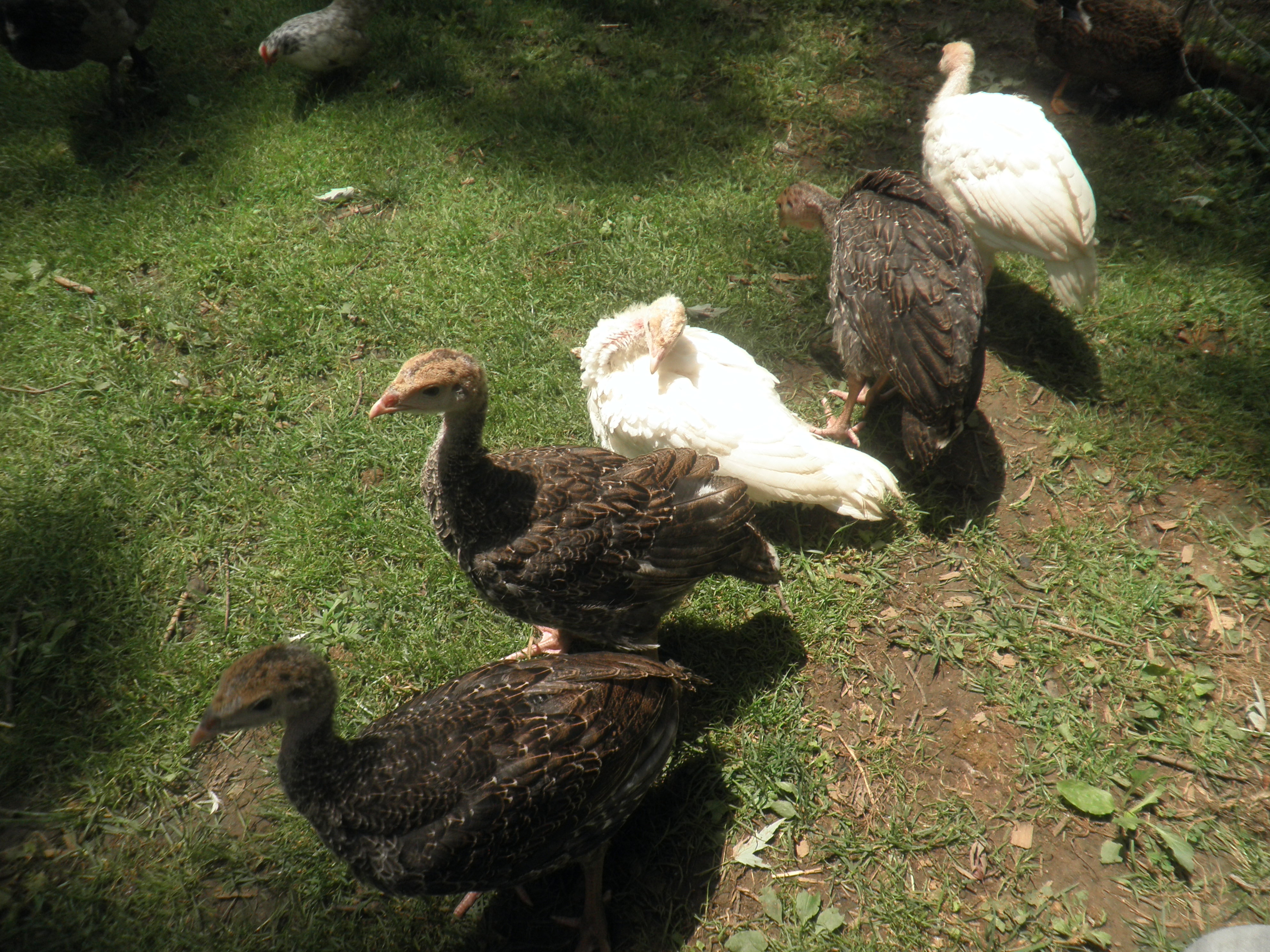 Broad breasted group