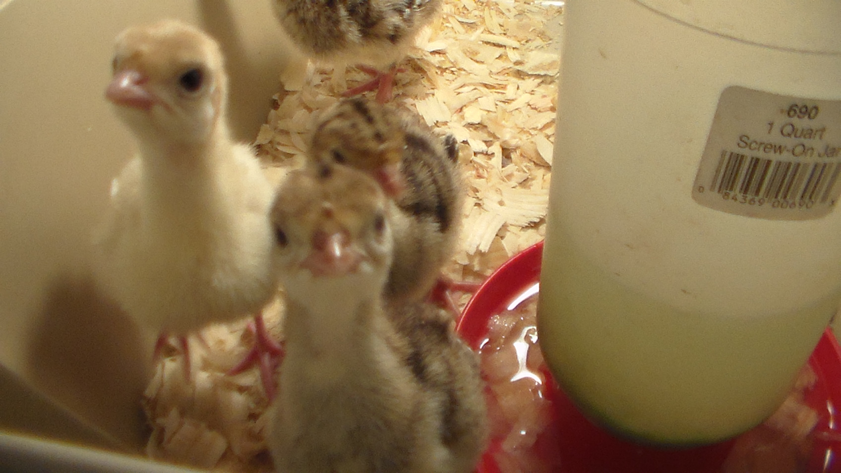 Broad Breasted poults