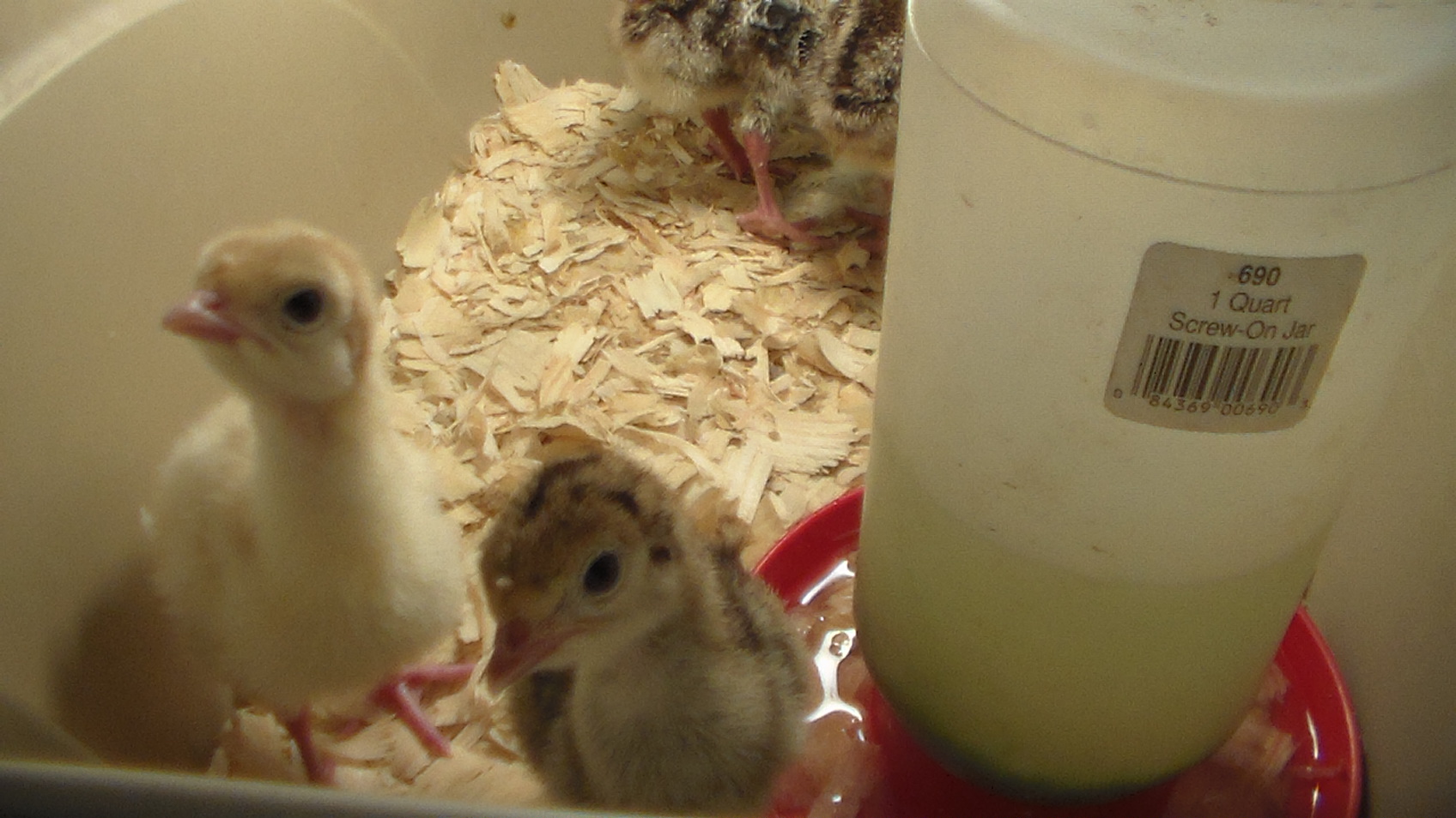 Broad Breasted poults