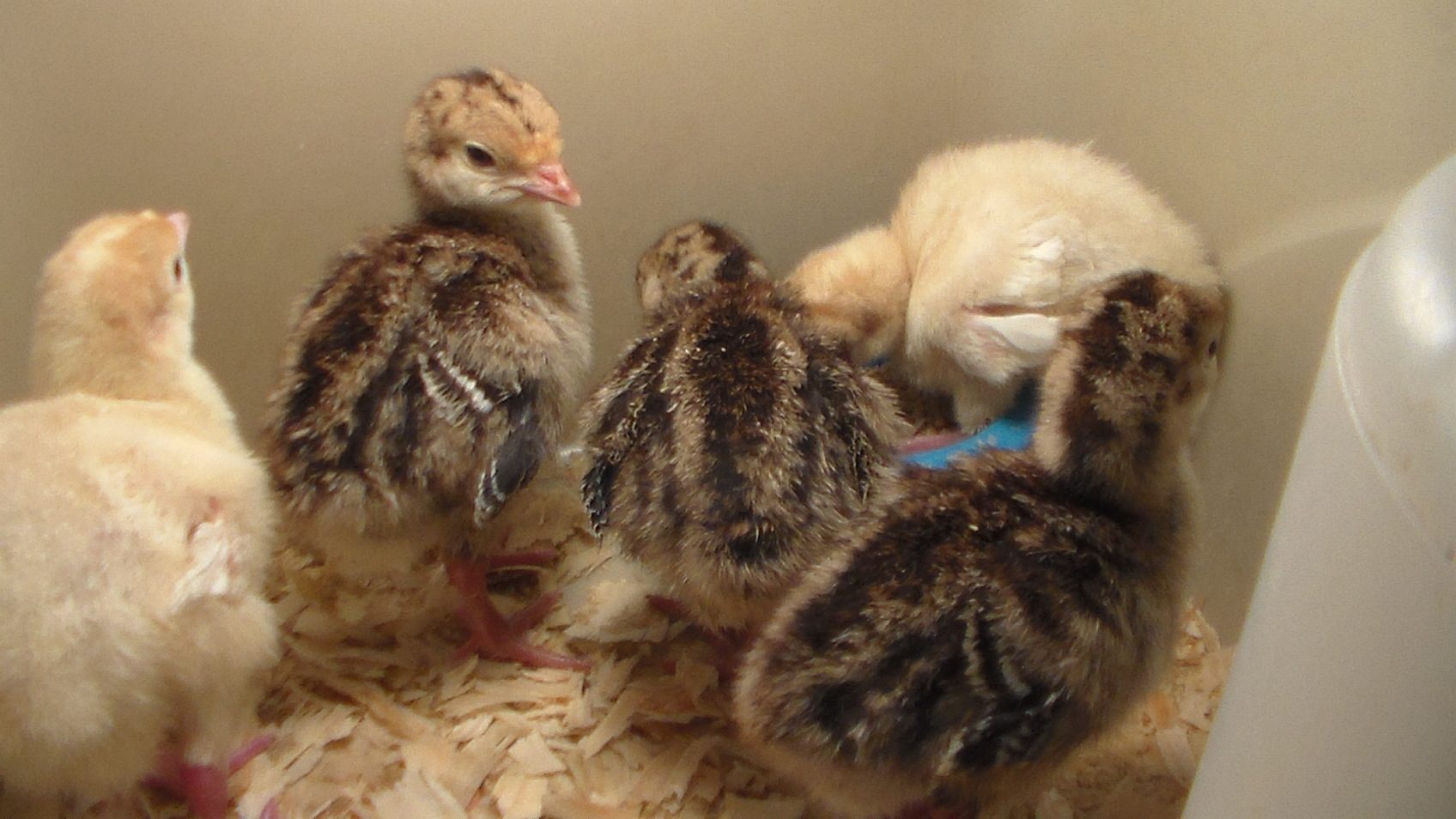 Broad Breasted poults