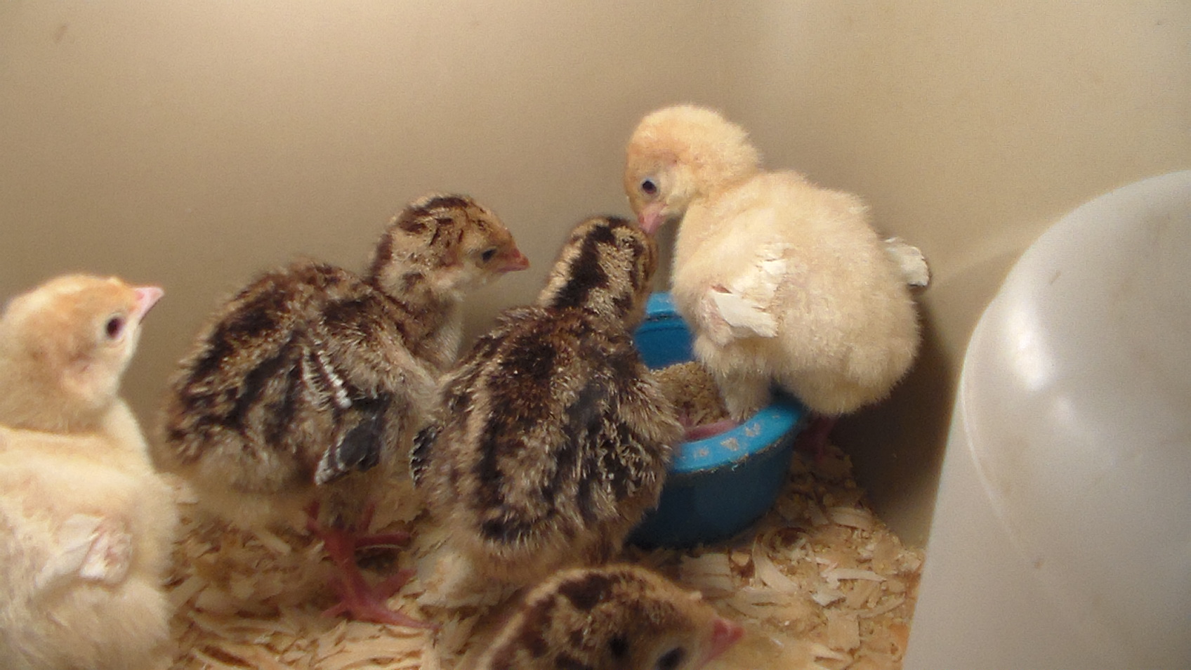 Broad Breasted poults