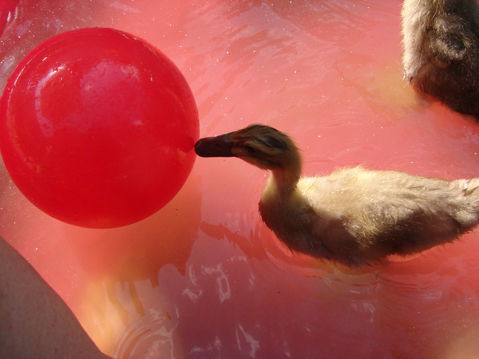 Brocoli is curious about the red ball.