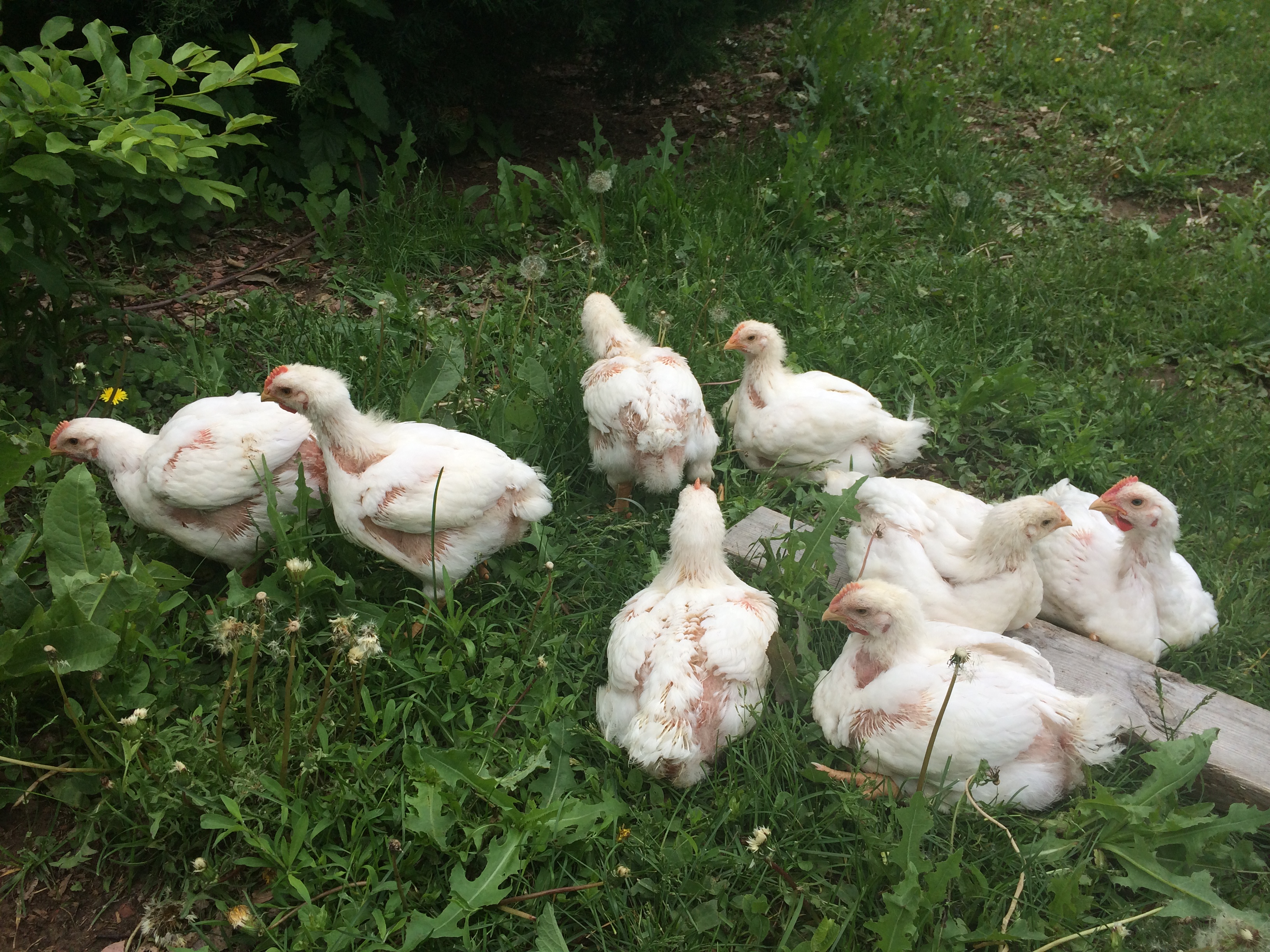 Broilers, 4 wks