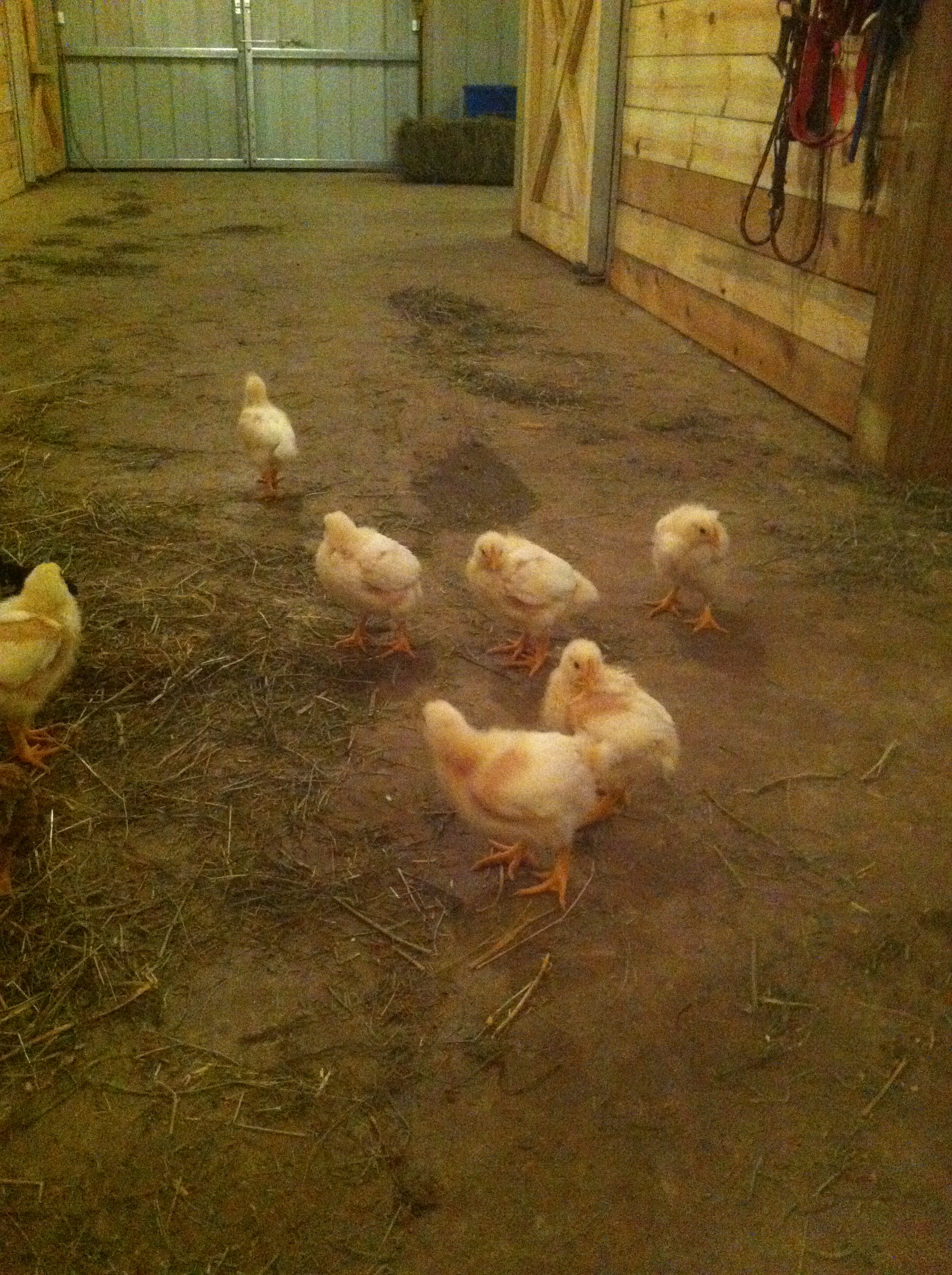 Broilers hanging out in the barn...